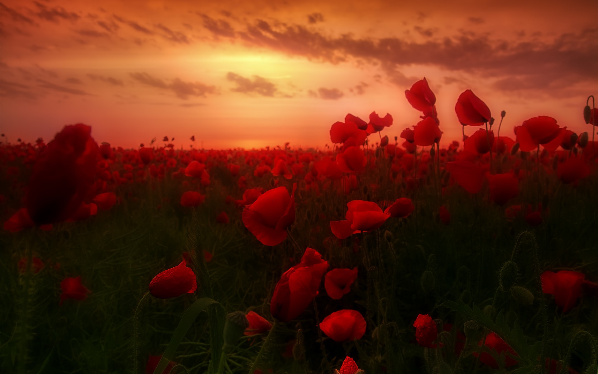 Free download wallpaper Flowers, Earth, Poppy on your PC desktop