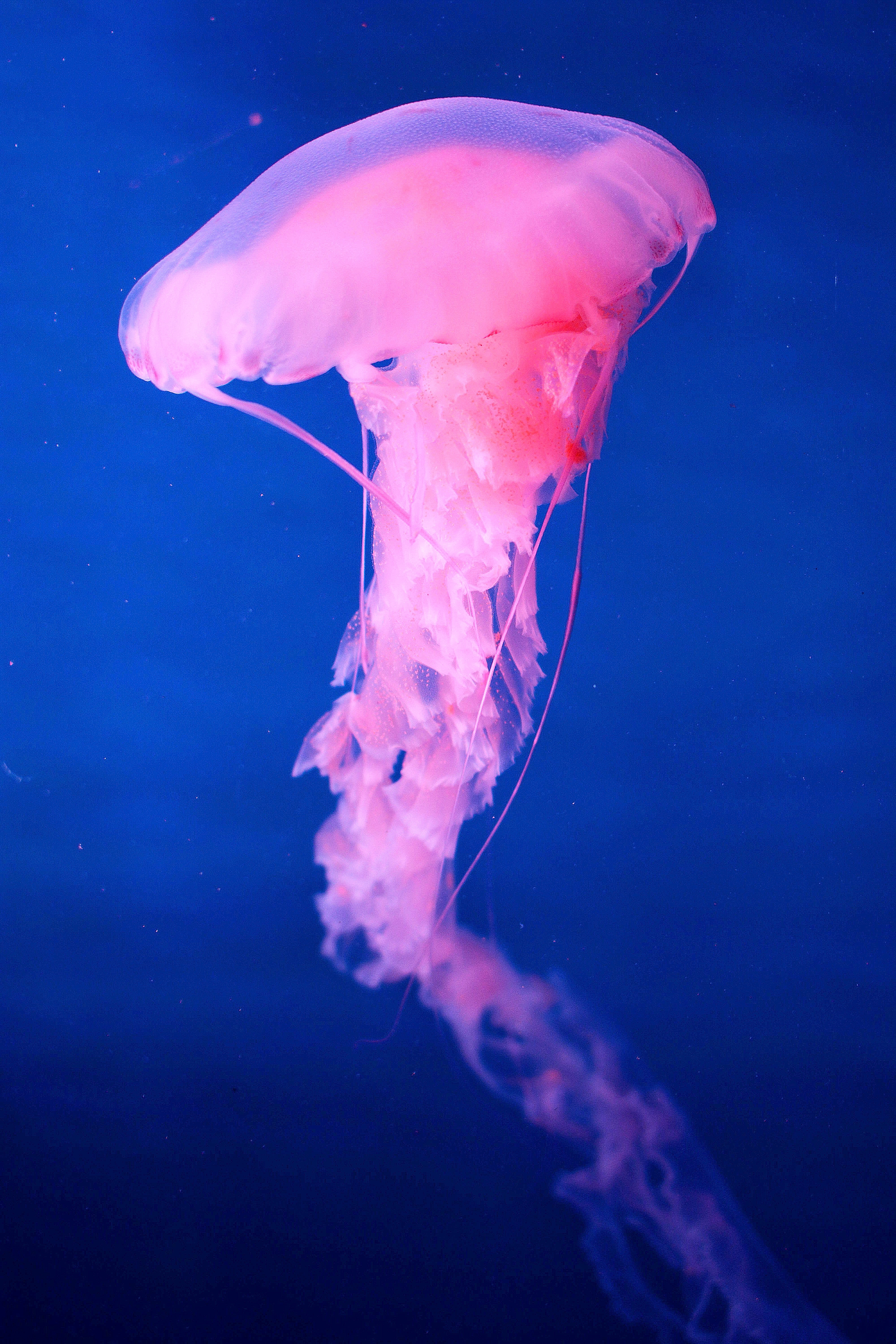 Скачать обои бесплатно Животные, Медуза, Розовый, Подводный Мир картинка на рабочий стол ПК