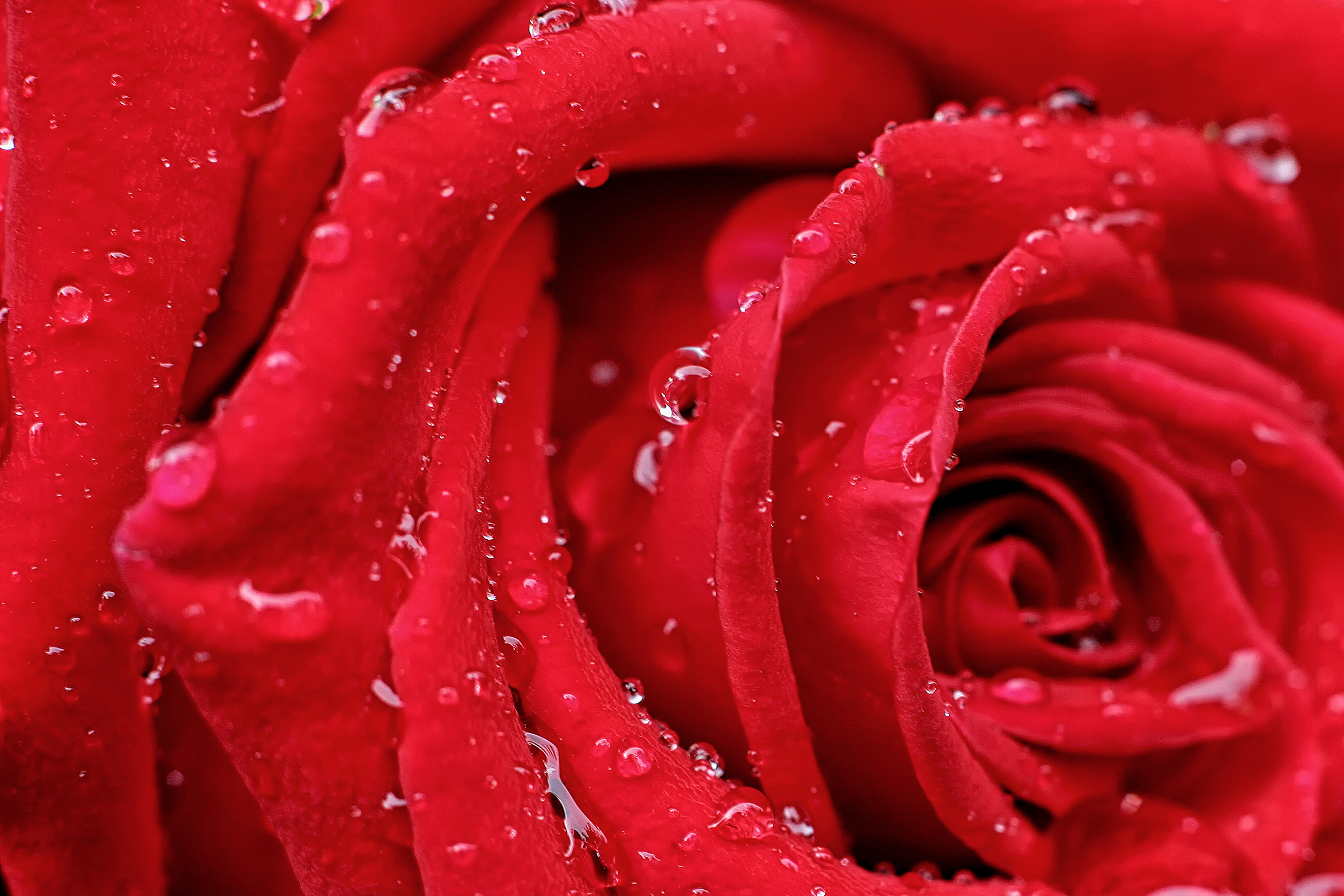 Téléchargez des papiers peints mobile Fleurs, Rose, Fleur, Macro, Fleur Rouge, Terre/nature, Goutte D'eau gratuitement.