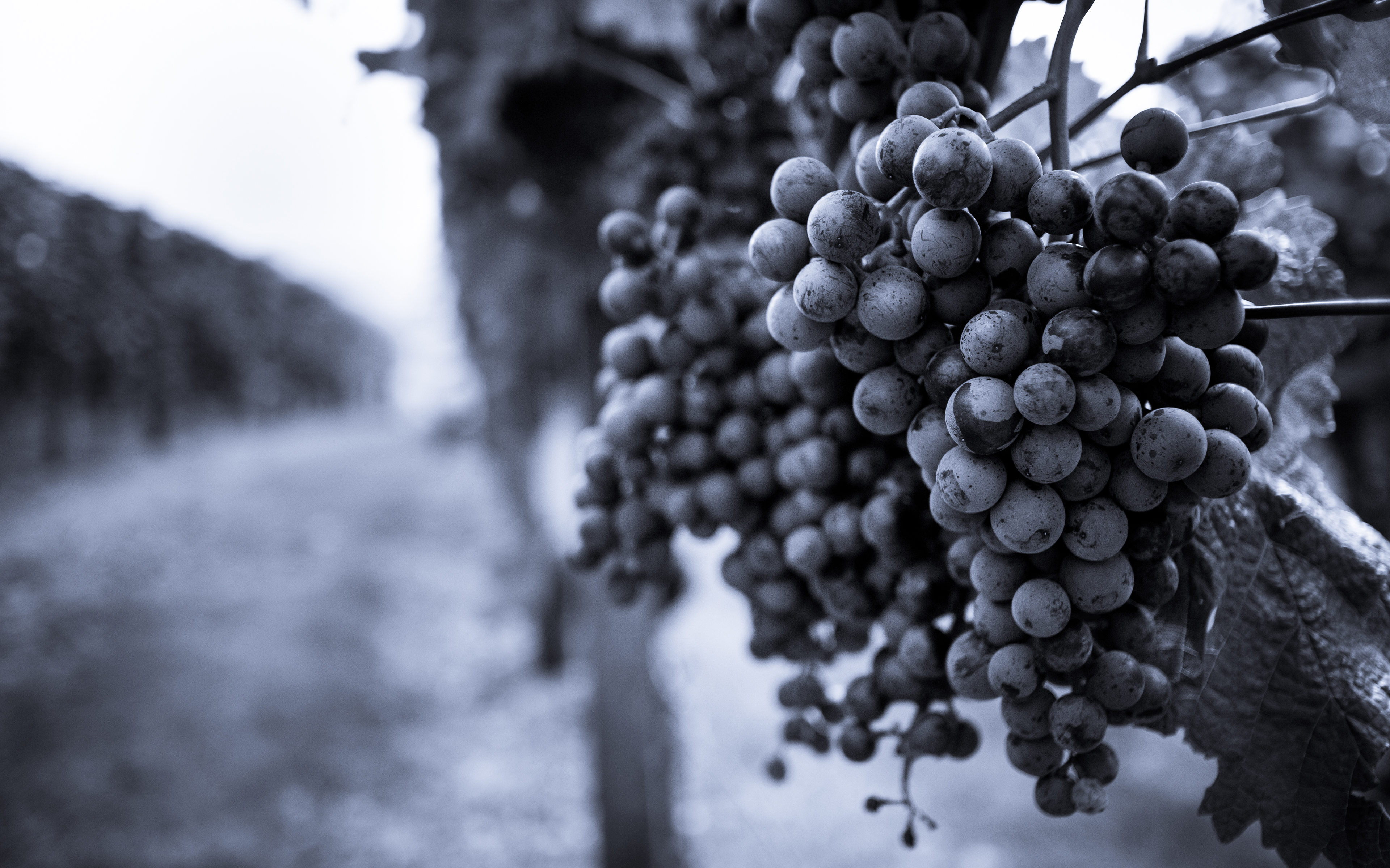 Baixe gratuitamente a imagem Frutas, Comida, Uvas, Fruta na área de trabalho do seu PC