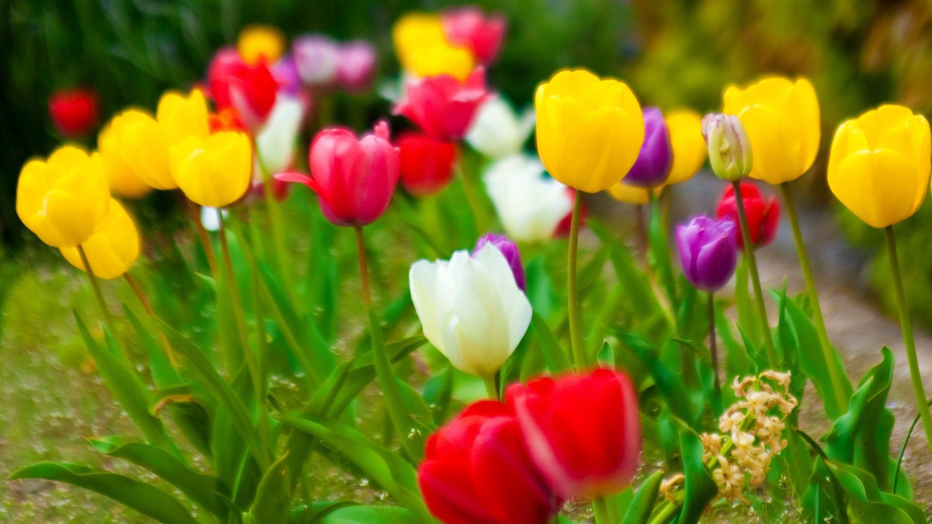 Скачать обои бесплатно Природа, Тюльпаны, Цветы картинка на рабочий стол ПК