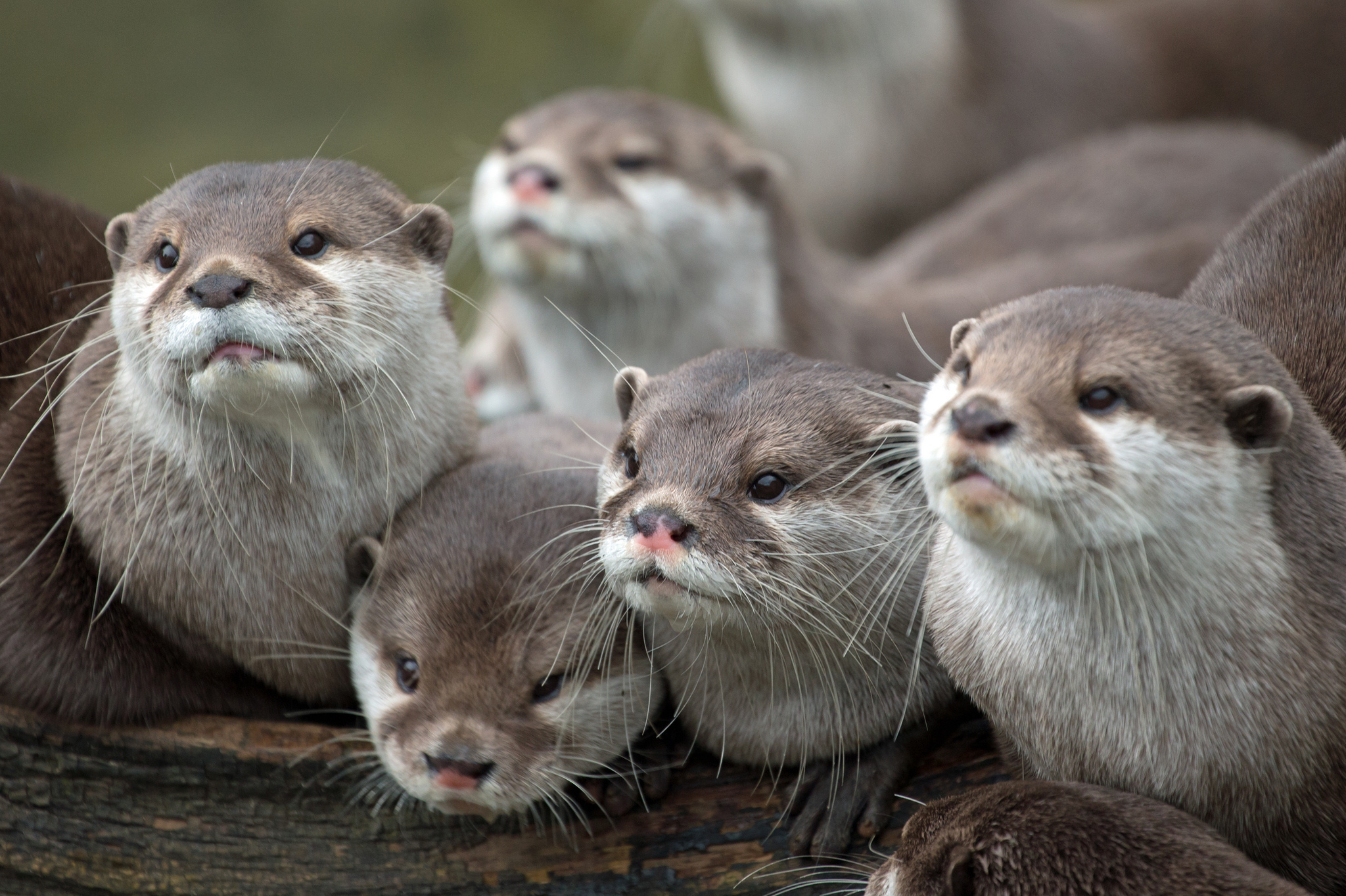 animals, otters, sight, opinion, family