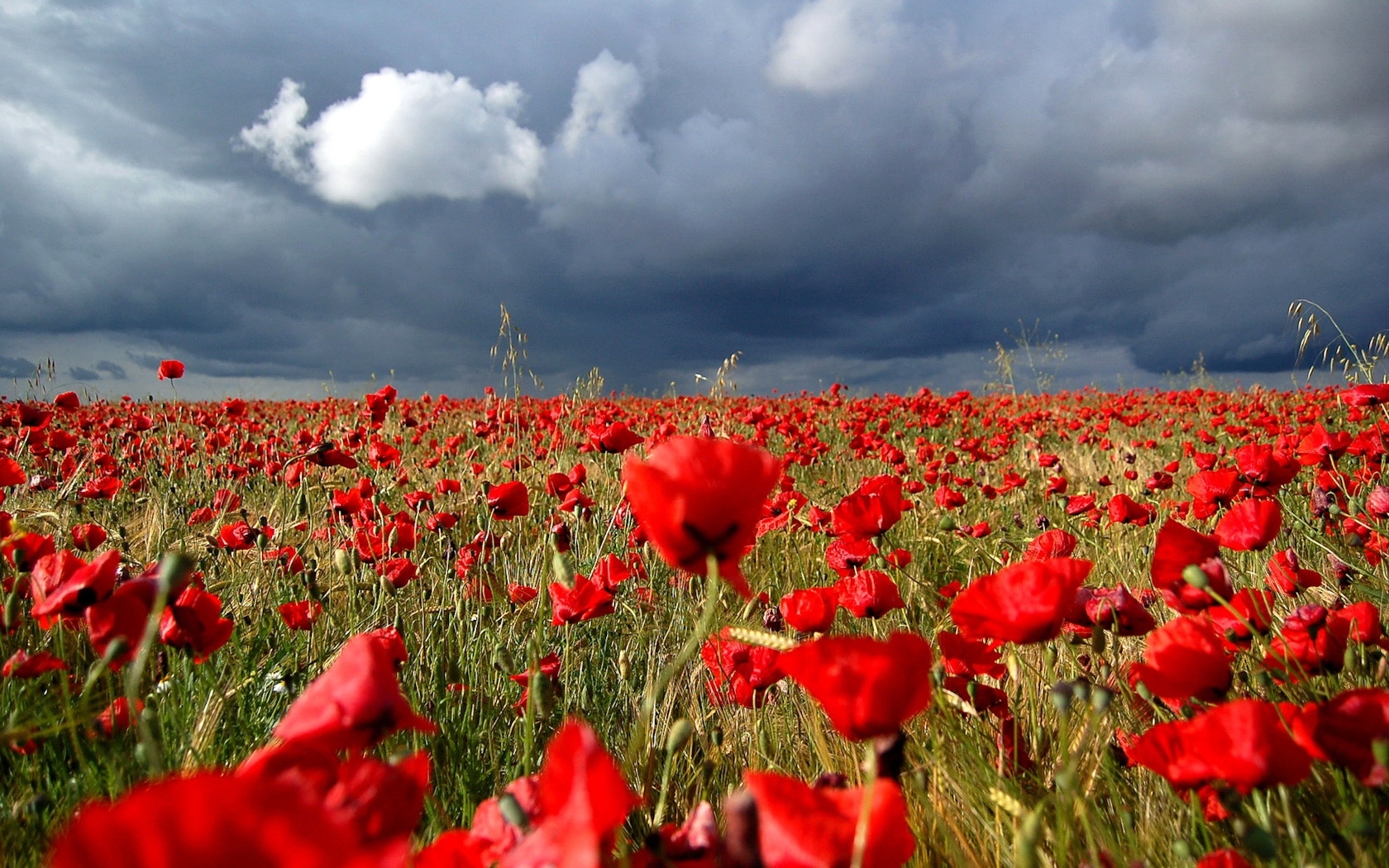 Download mobile wallpaper Sky, Plants, Landscape, Poppies, Flowers for free.