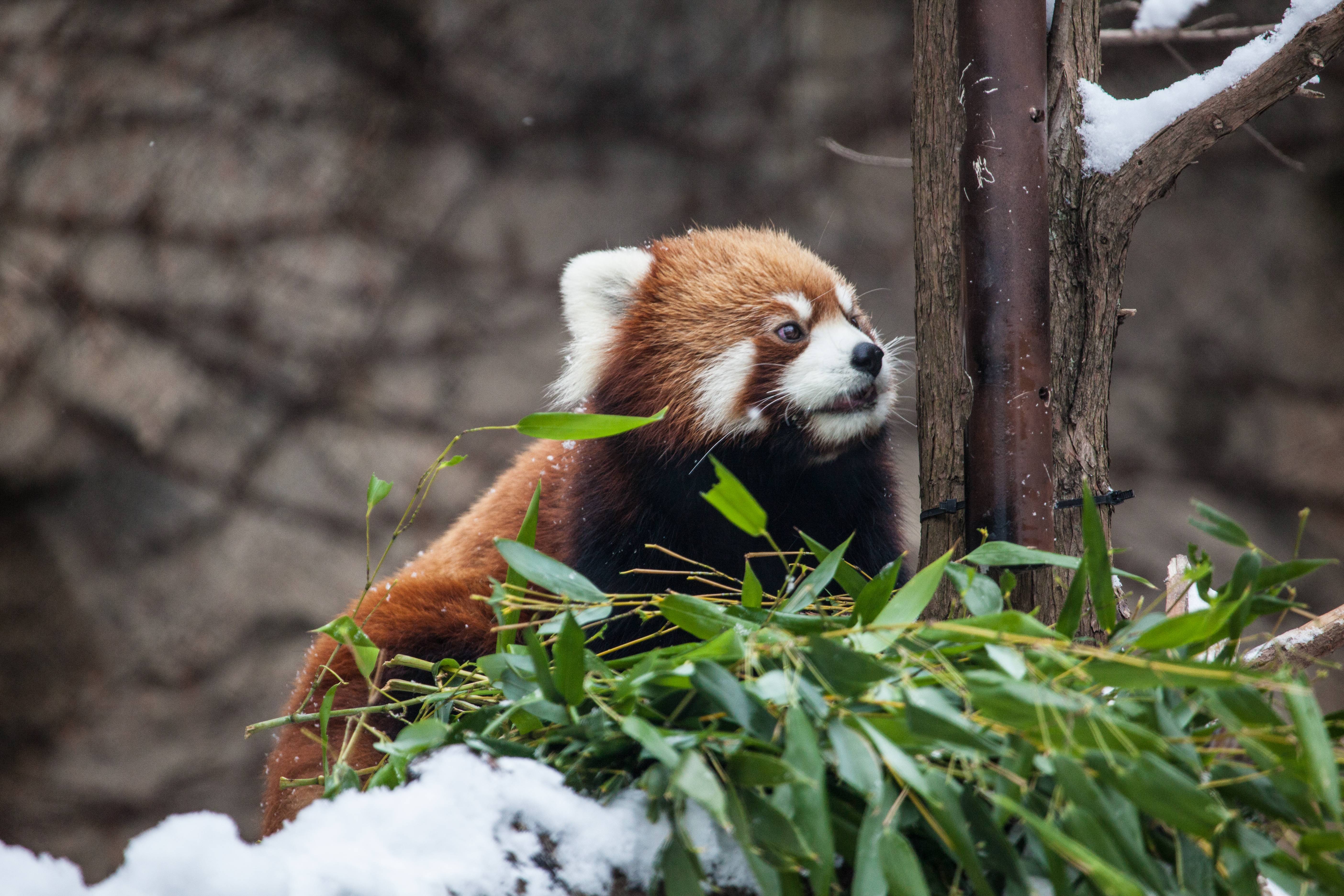 Baixar papel de parede para celular de Animais, Chicago, Panda Vermelho, Jardim Zoológico gratuito.