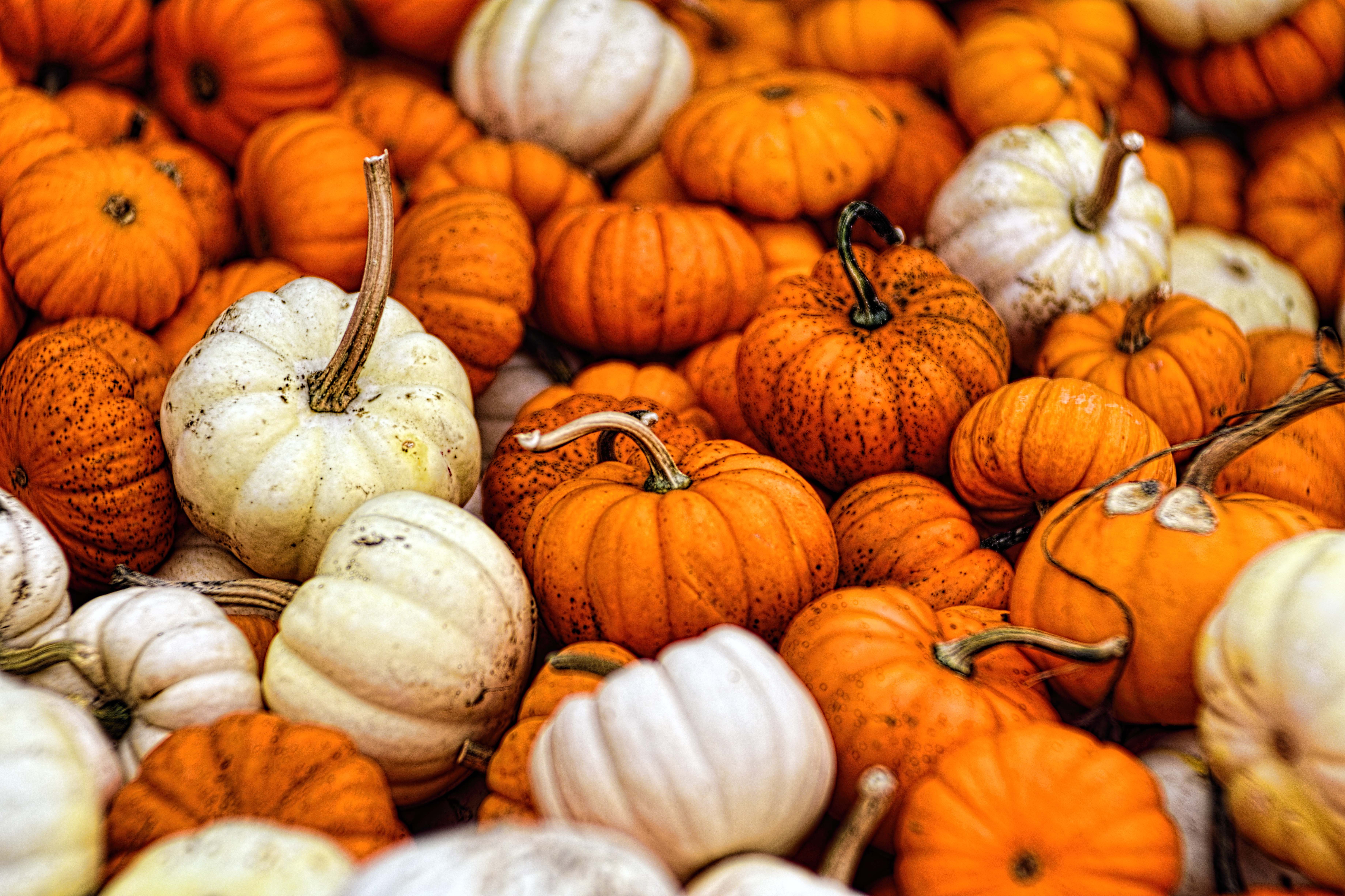 Download mobile wallpaper Food, Pumpkin for free.