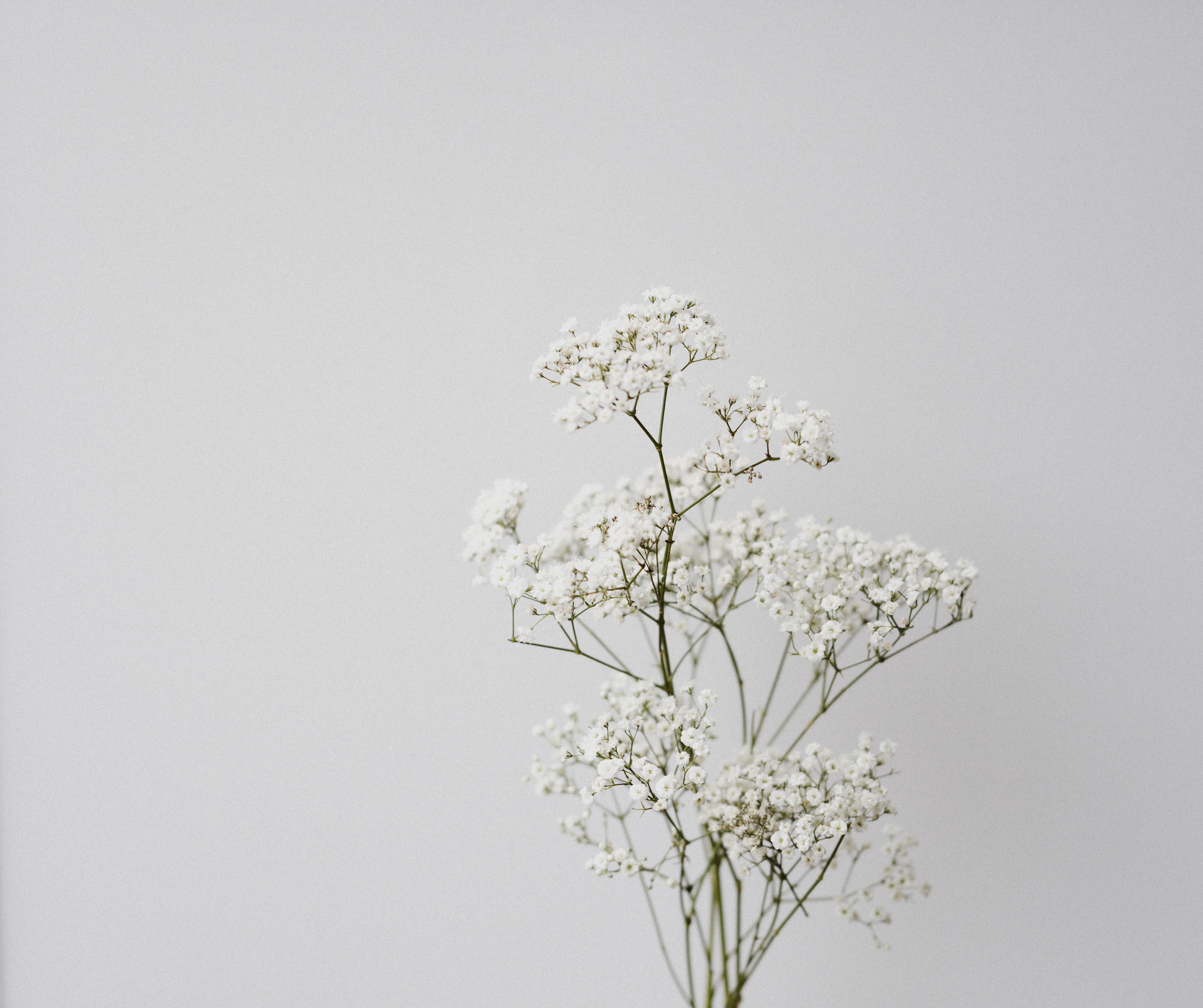 89020 скачать картинку минимализм, цветы, белый, макро - обои и заставки бесплатно
