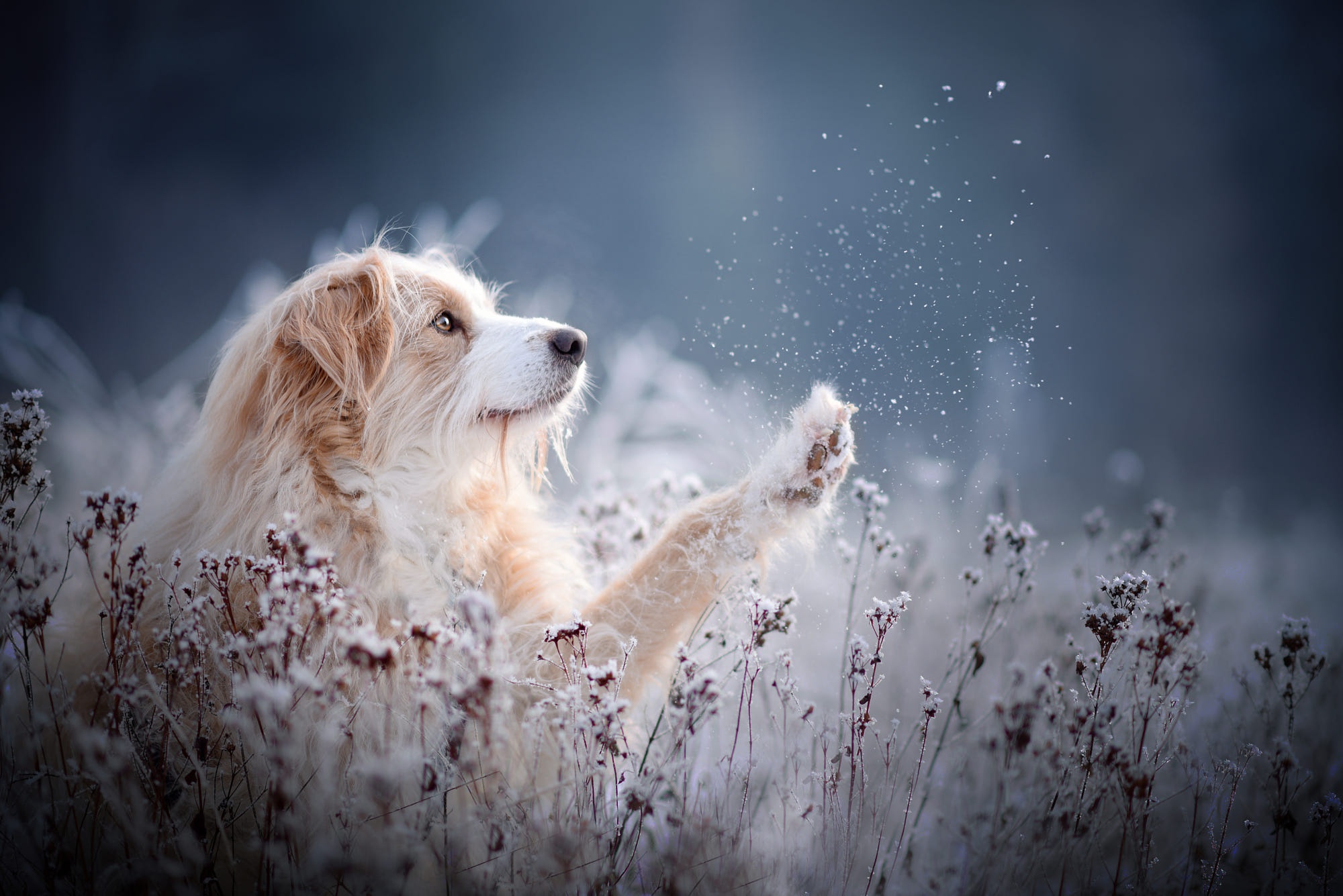 Baixe gratuitamente a imagem Cães, Cão, Animais na área de trabalho do seu PC