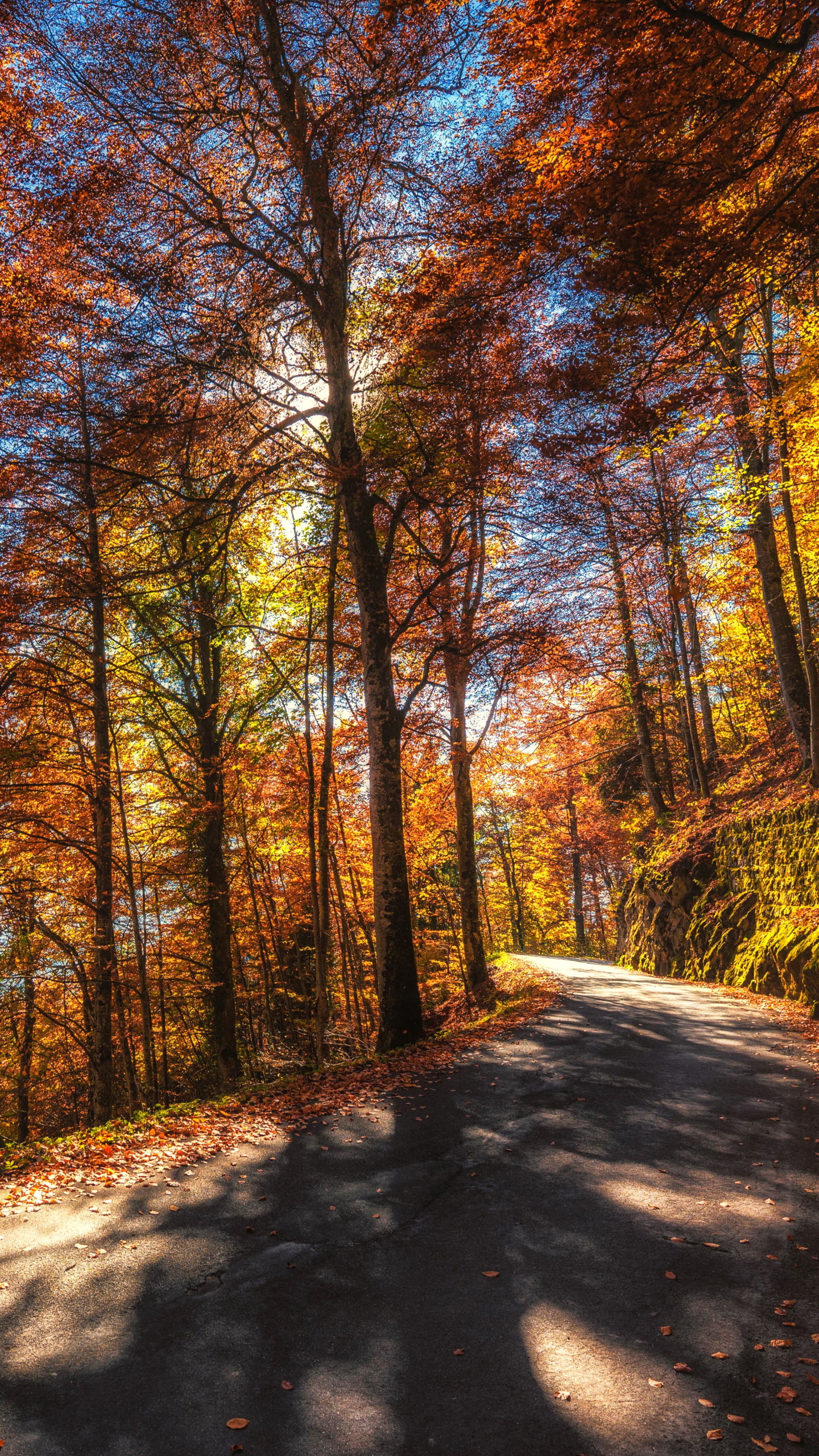 Скачать картинку Природа, Осень, Дорога, Лес, Дерево, Hdr, Солнечно, Падать, Сделано Человеком в телефон бесплатно.