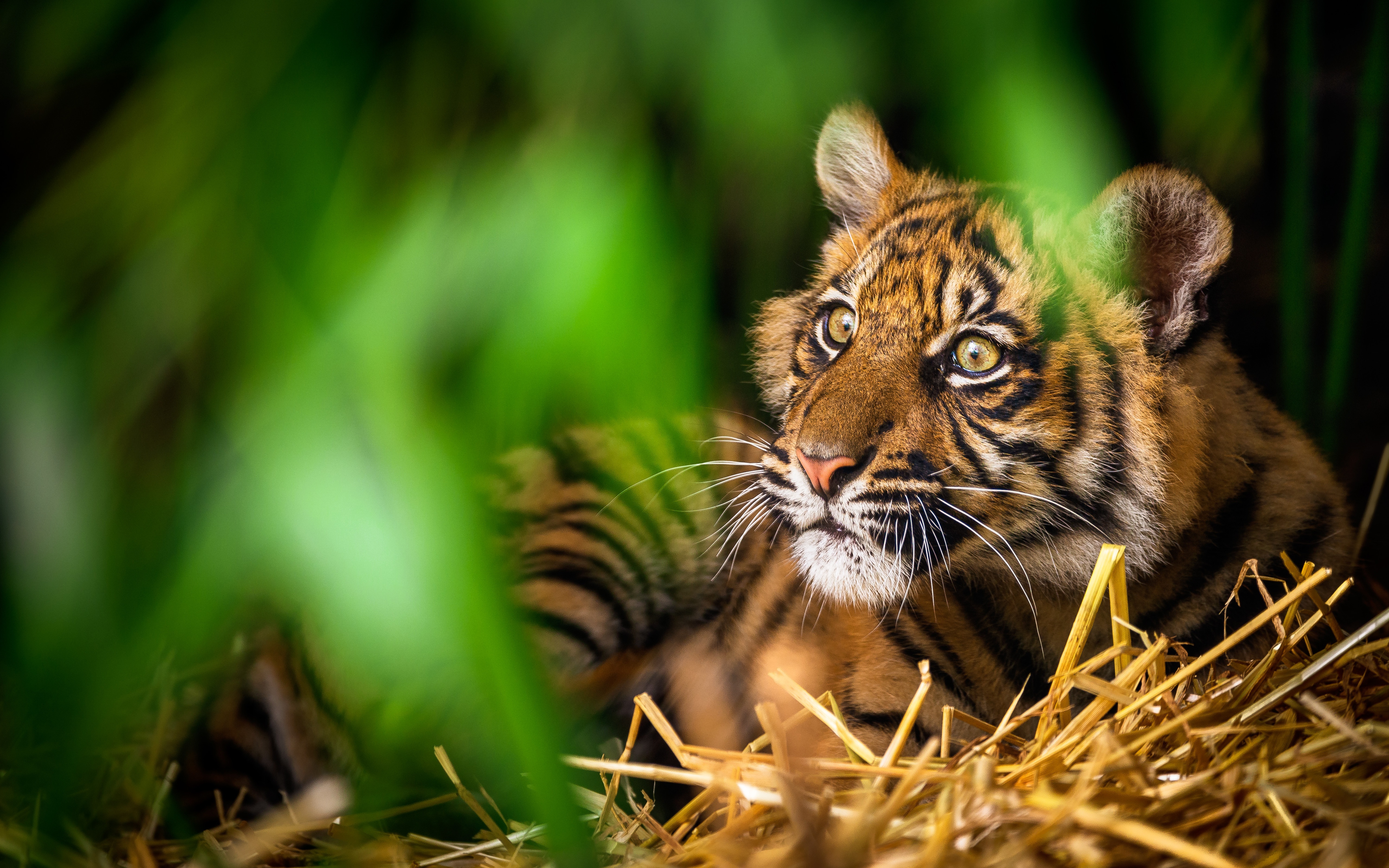 Téléchargez gratuitement l'image Animaux, Chats, Tigre, Lionceau, Bébé Animal sur le bureau de votre PC