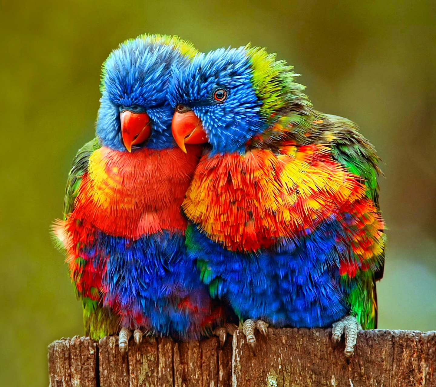 lovebird, animal, rainbow lorikeet, close up, bird, lorikeet, colorful, parrot, birds