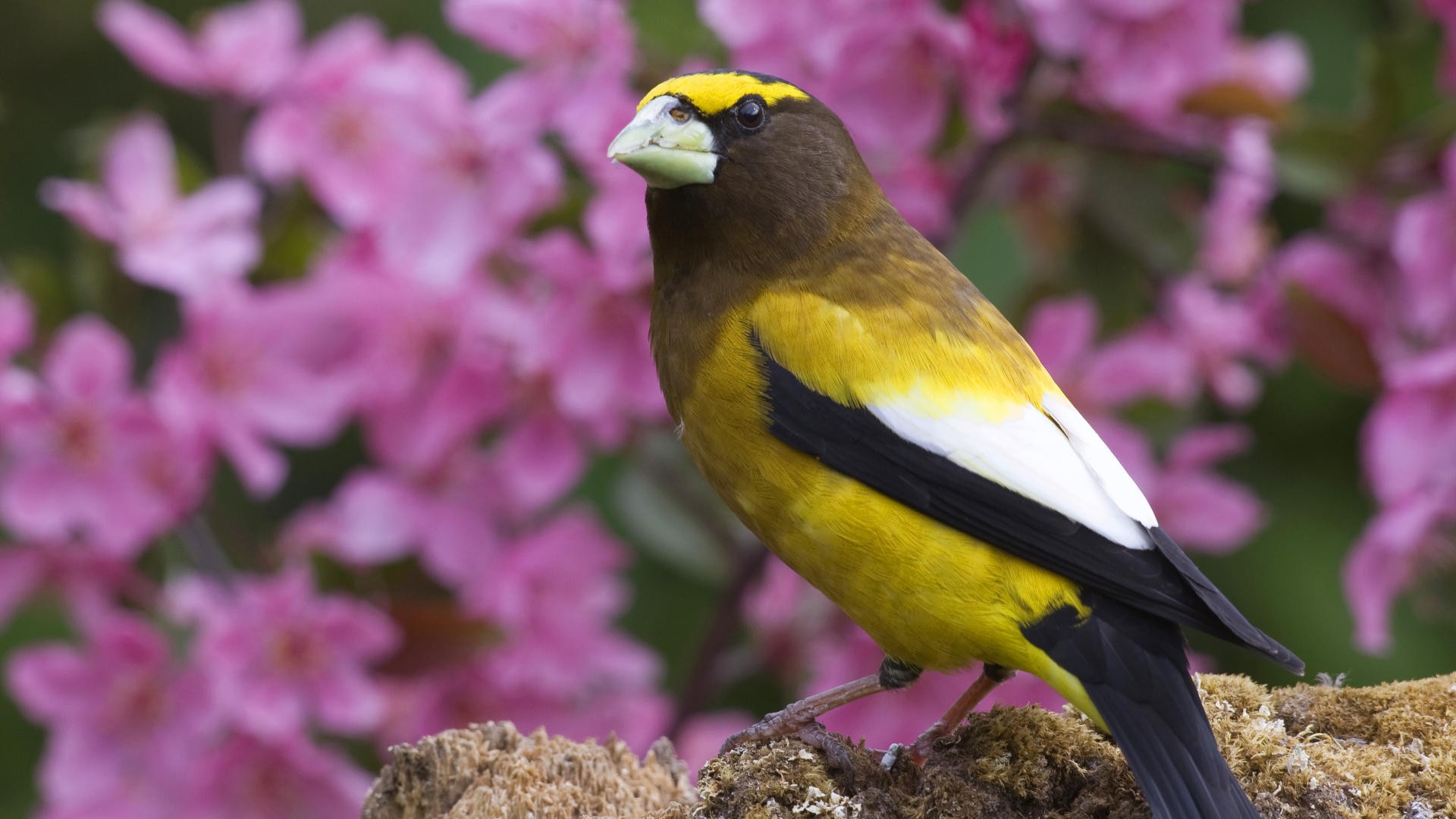 Téléchargez gratuitement l'image Oiseau, Des Oiseaux, Animaux sur le bureau de votre PC