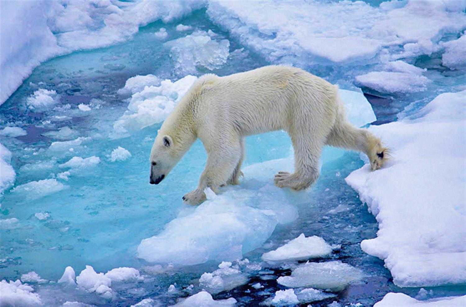 Baixe gratuitamente a imagem Animais, Urso, Urso Polar, Ursos na área de trabalho do seu PC