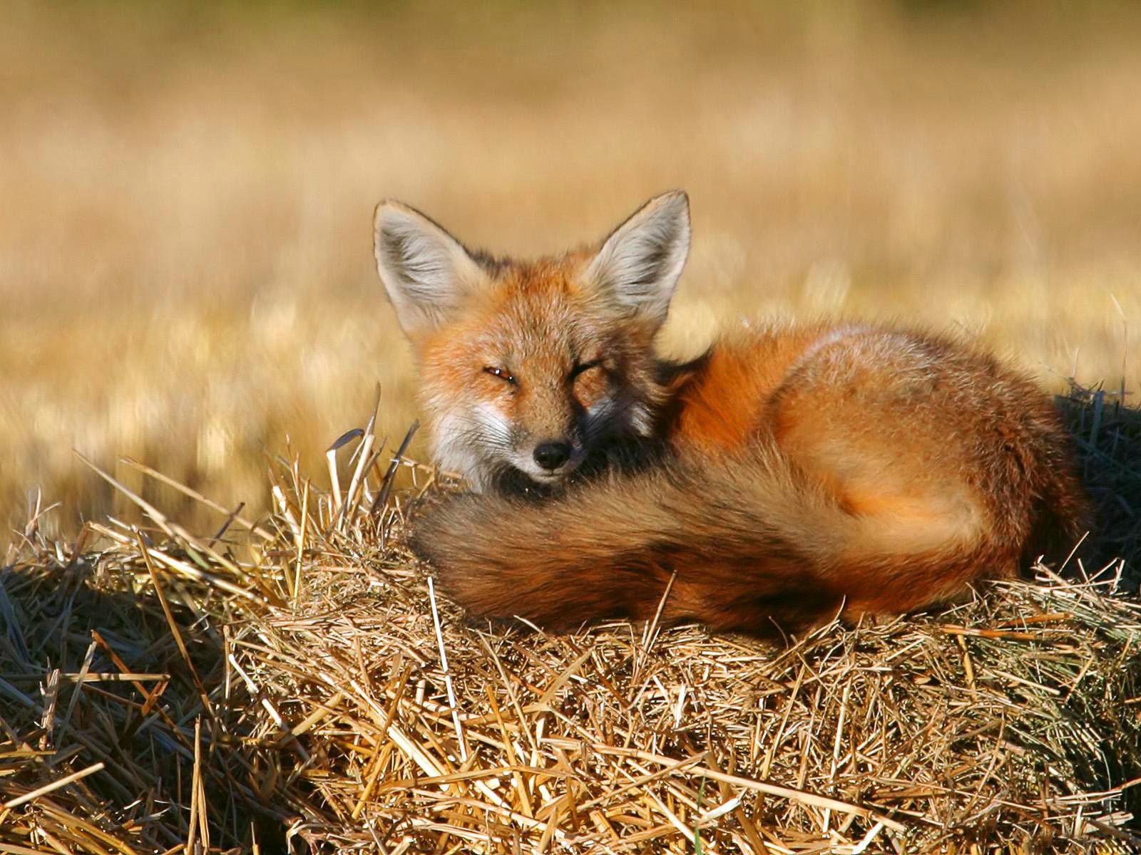 animals, fox, to lie down, lie, hay, bask