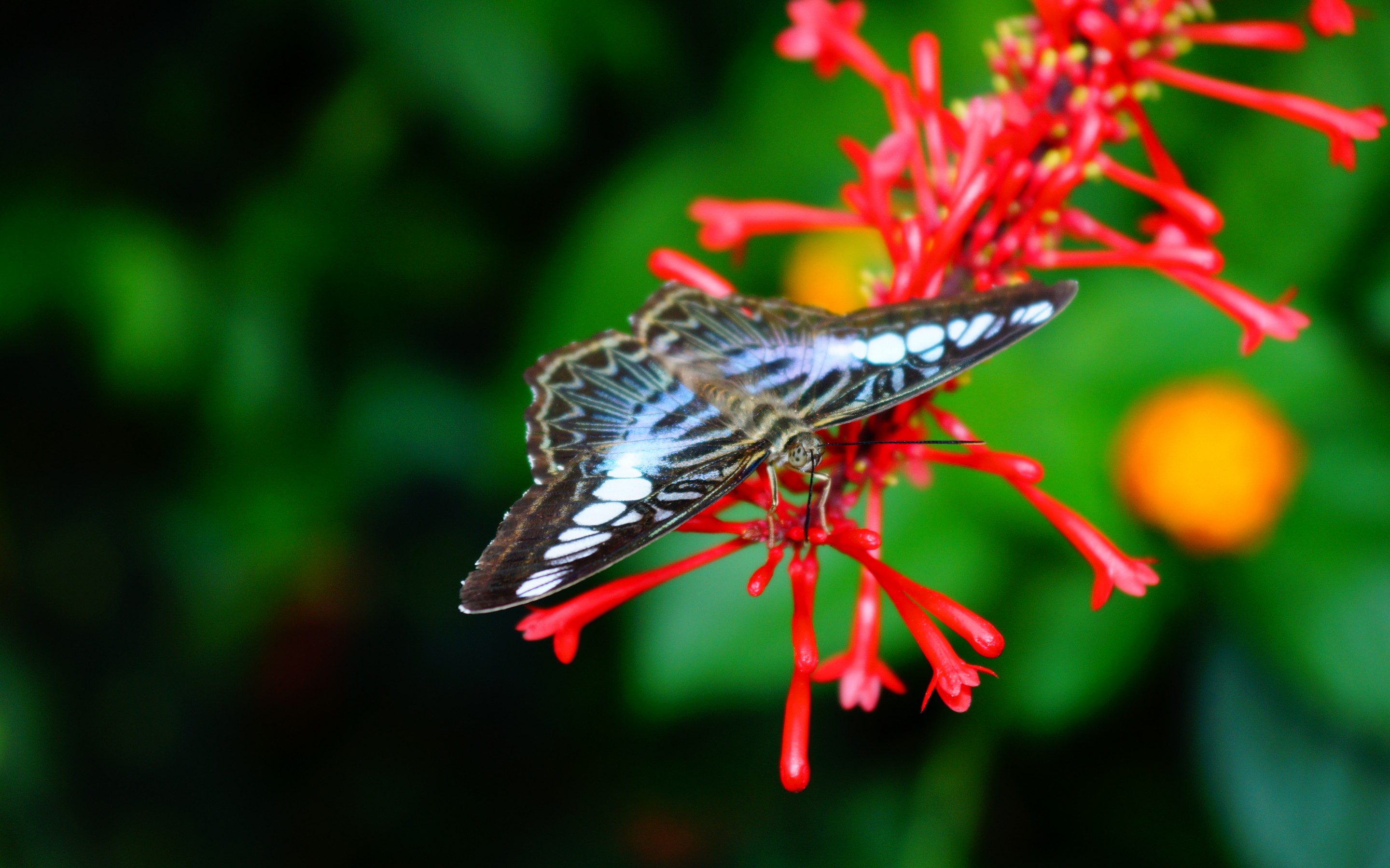 Free download wallpaper Butterfly, Animal on your PC desktop