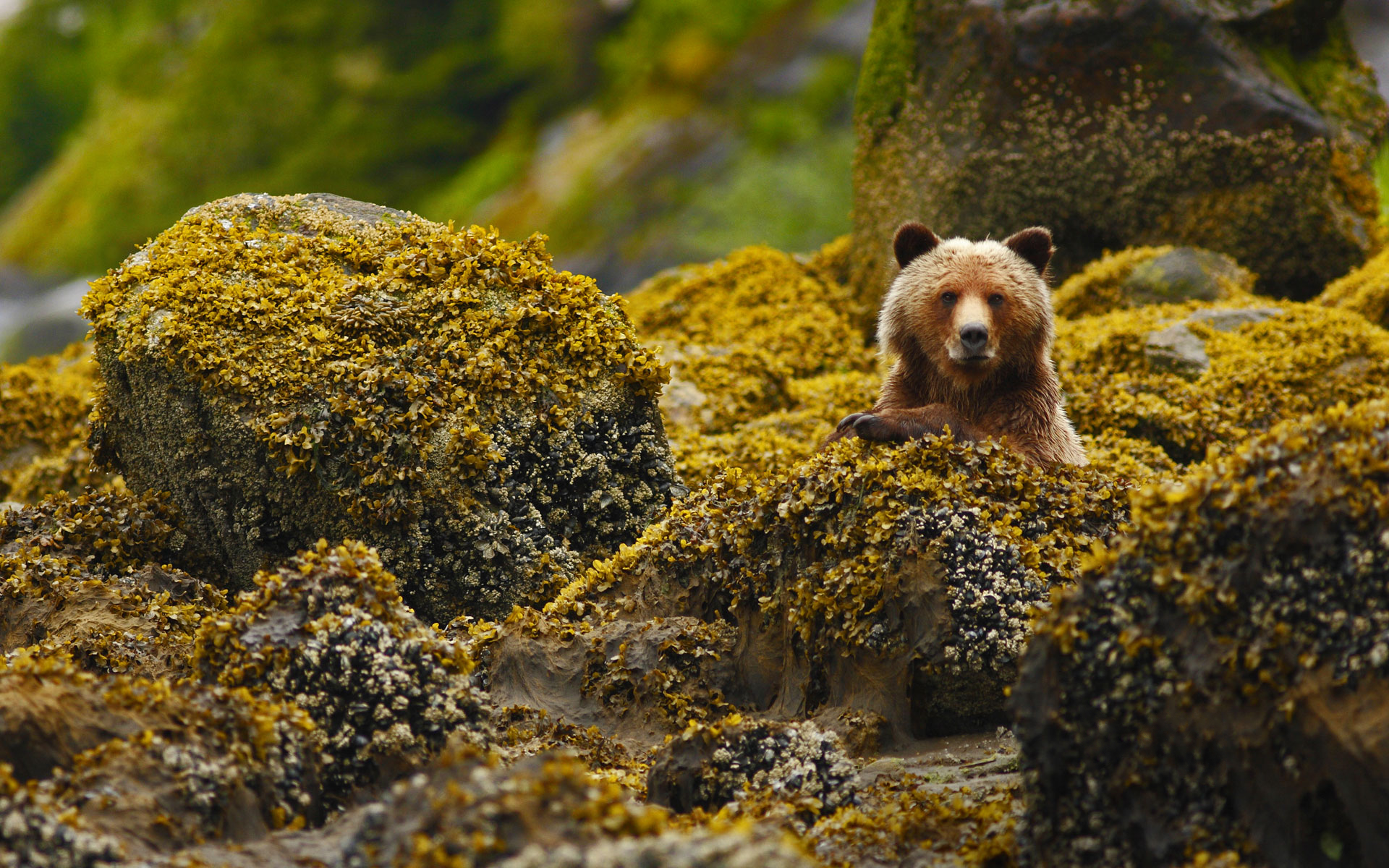 384196 Hintergrundbild herunterladen tiere, grizzlybär, braunbär, grizzly, bären - Bildschirmschoner und Bilder kostenlos