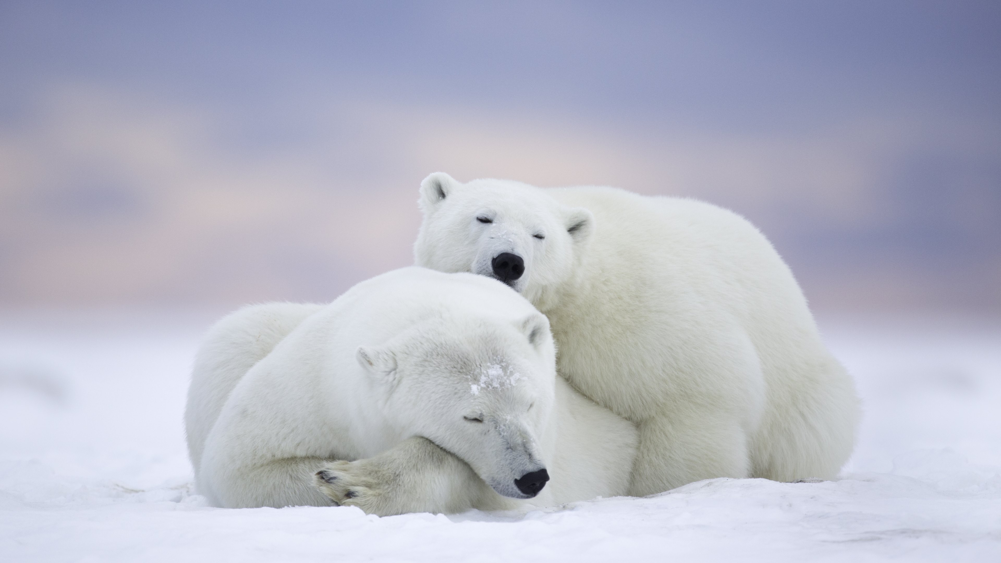 animal, polar bear, bear