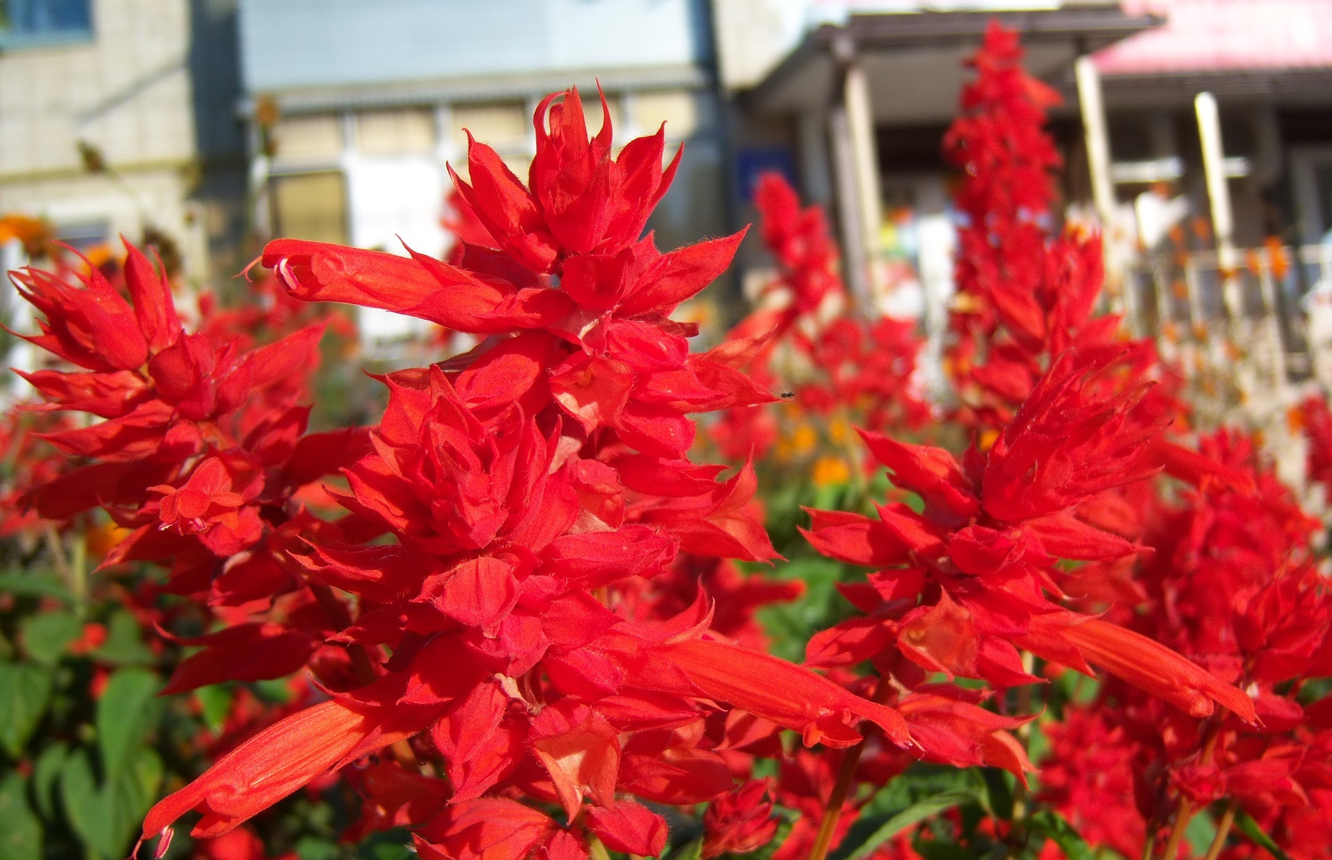 Descarga gratis la imagen Flor, Tierra/naturaleza en el escritorio de tu PC