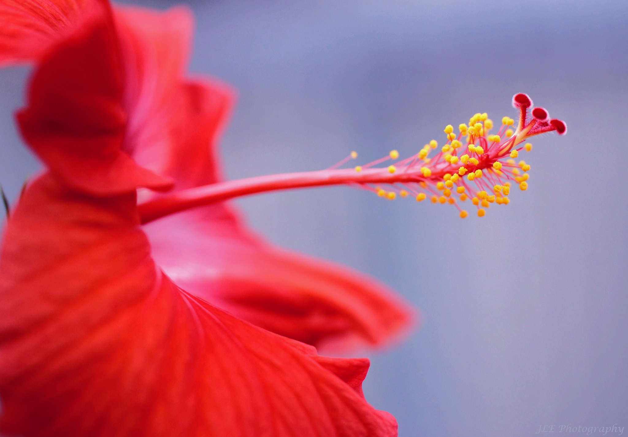 Descarga gratis la imagen Naturaleza, Flores, Flor, De Cerca, Hibisco, Flor Roja, Tierra/naturaleza en el escritorio de tu PC