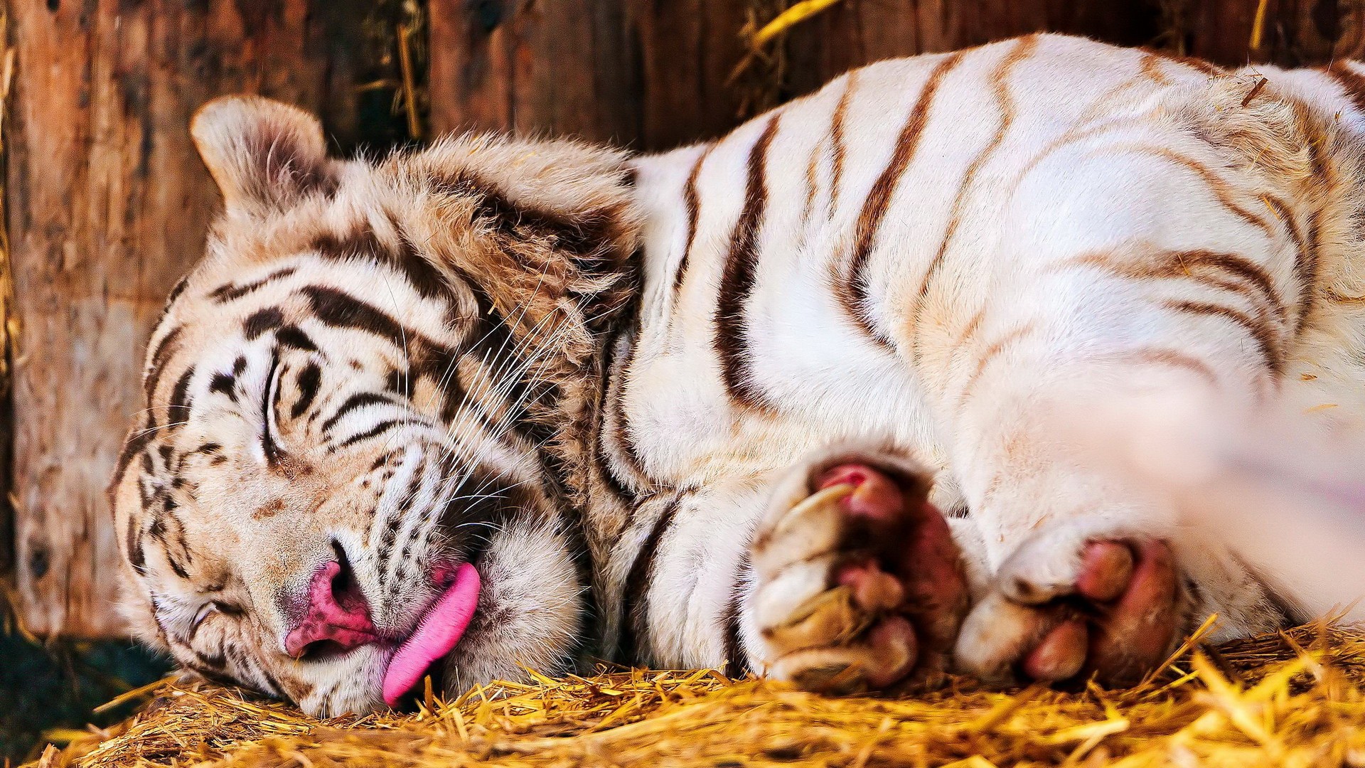 1454031 Bild herunterladen tiere, weißer tiger, schlafen, tiger, zunge - Hintergrundbilder und Bildschirmschoner kostenlos