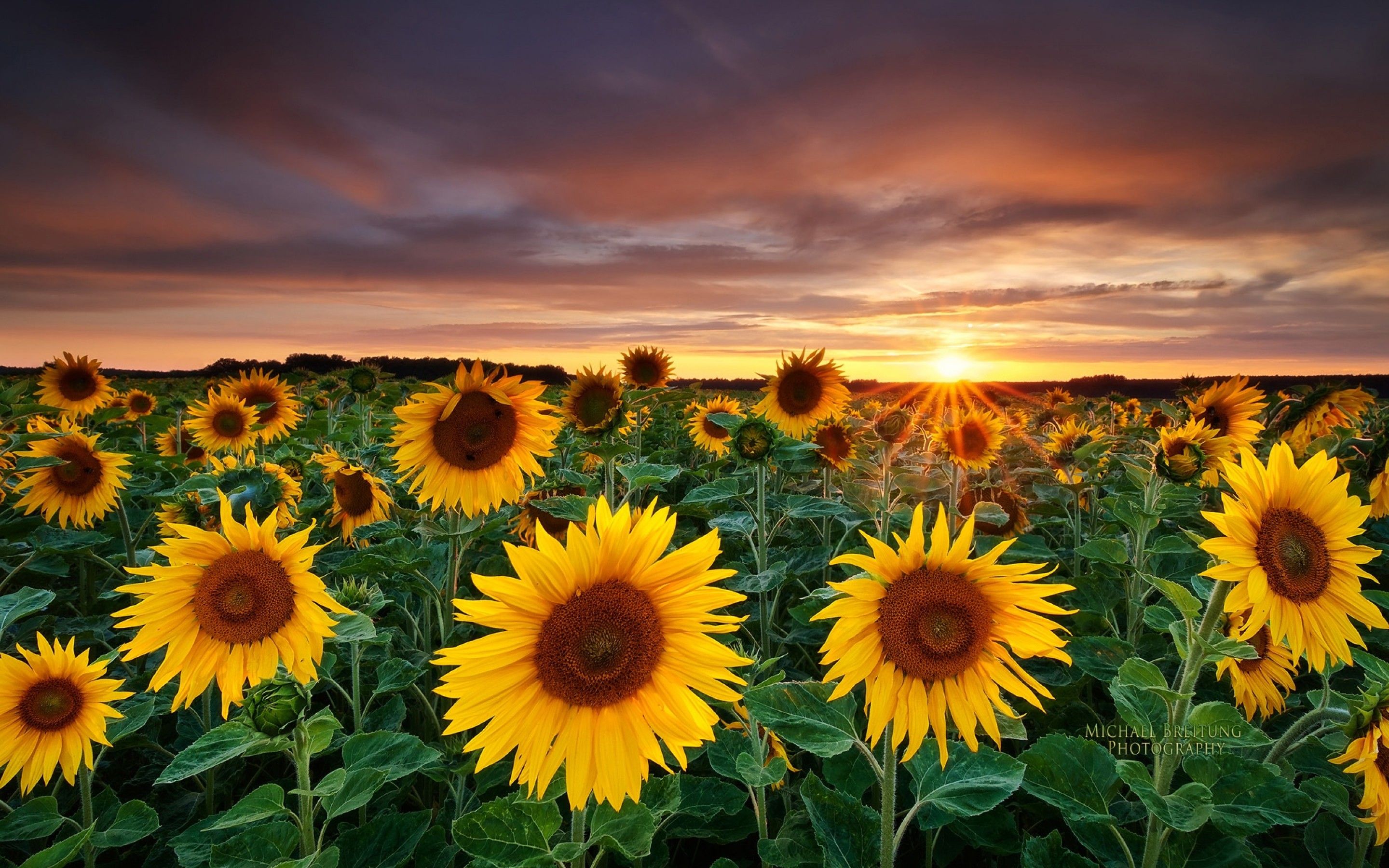 Download mobile wallpaper Earth, Sunflower for free.