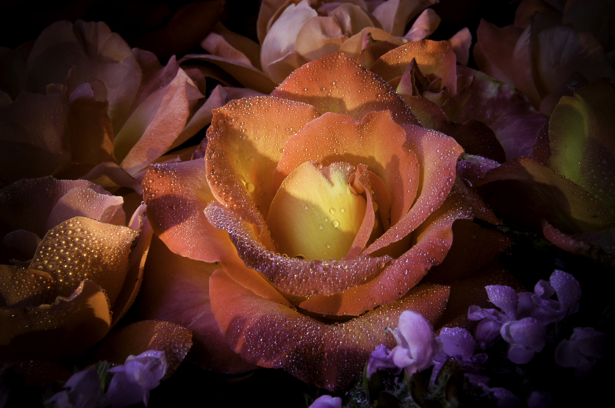 Завантажити шпалери безкоштовно Квітка, Роза, Земля, Роса, Рожева Квітка, Флауерзи картинка на робочий стіл ПК