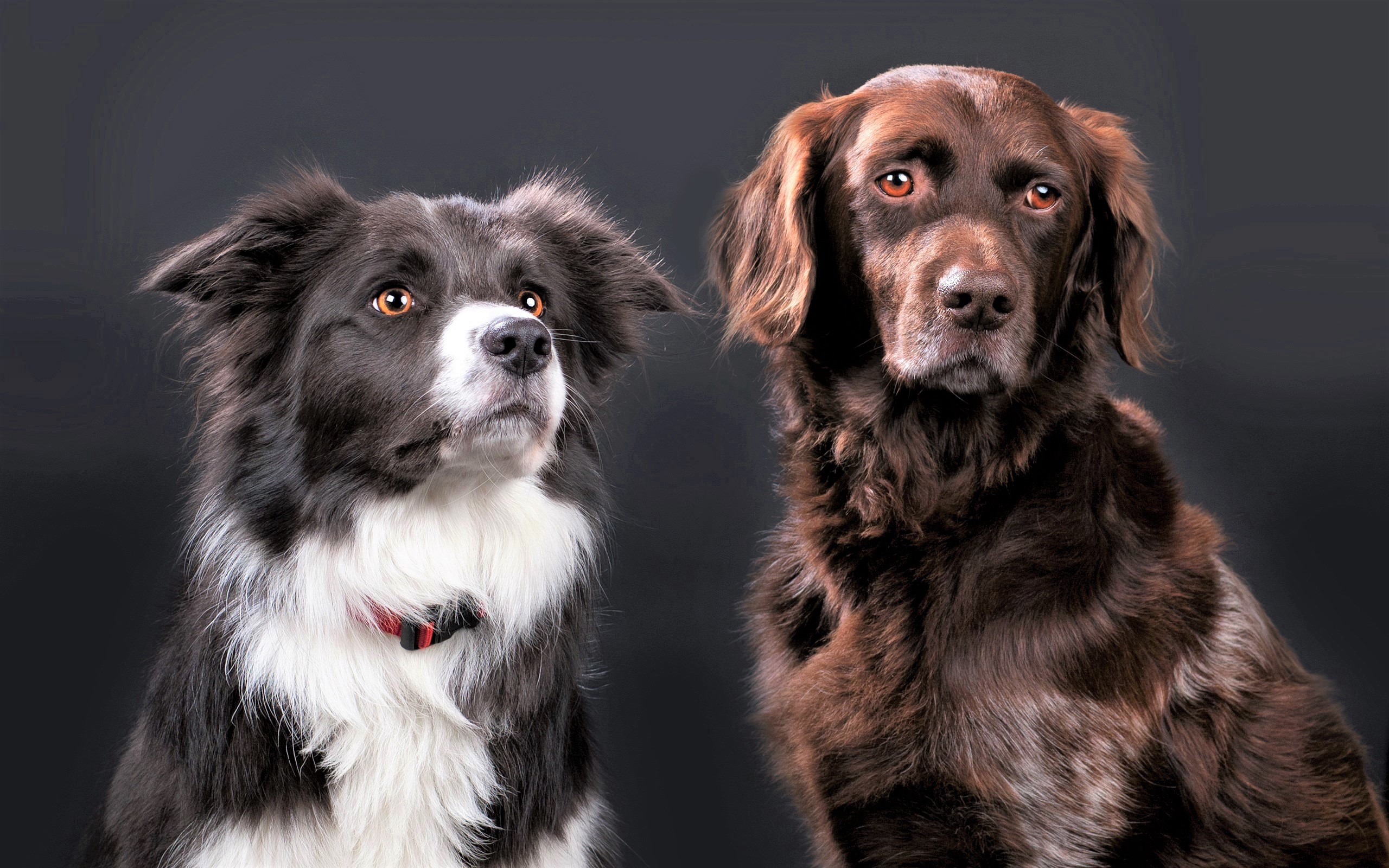 Download mobile wallpaper Dogs, Dog, Muzzle, Animal, Golden Retriever, Border Collie for free.