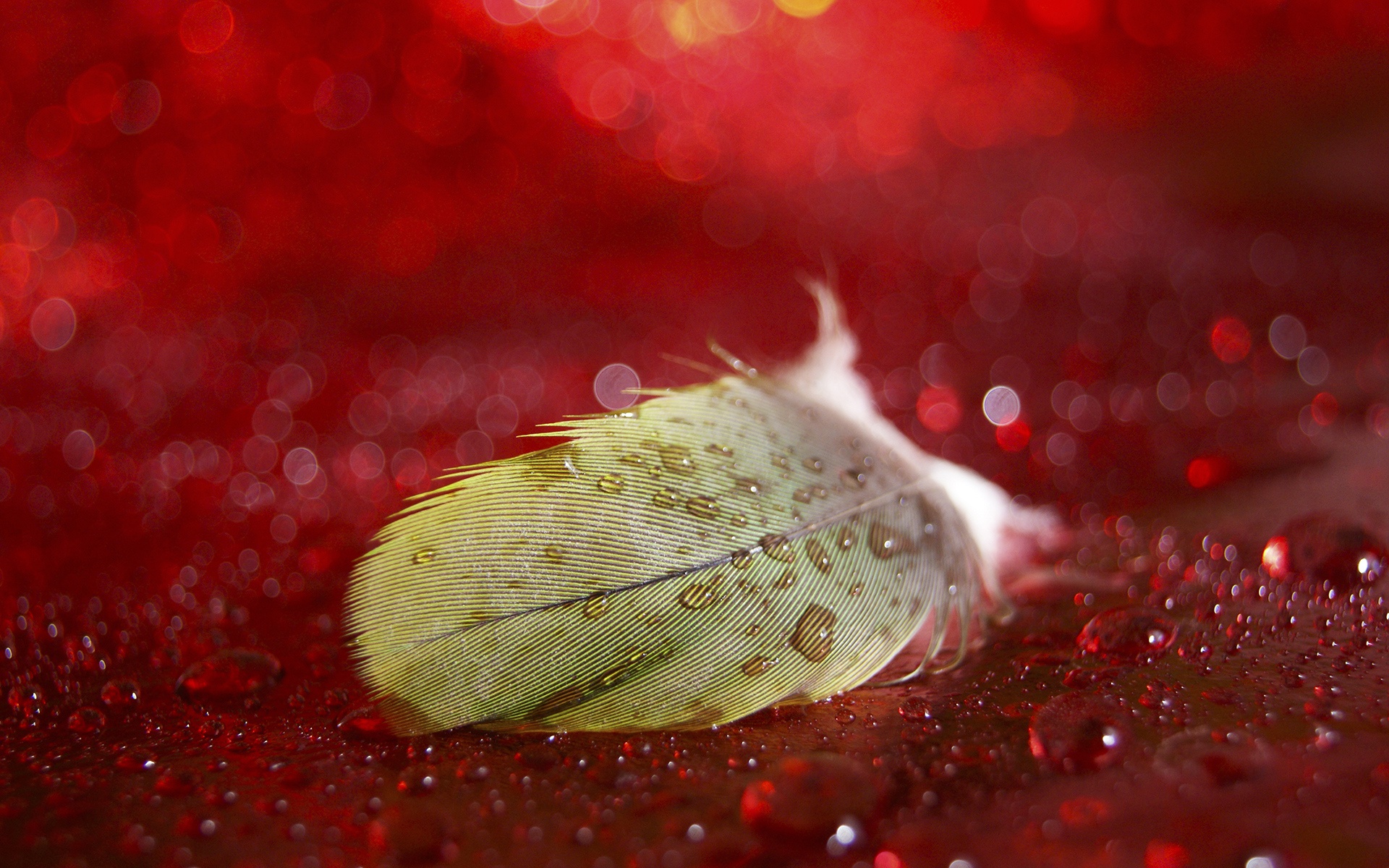 Free download wallpaper Feather, Macro, Photography on your PC desktop