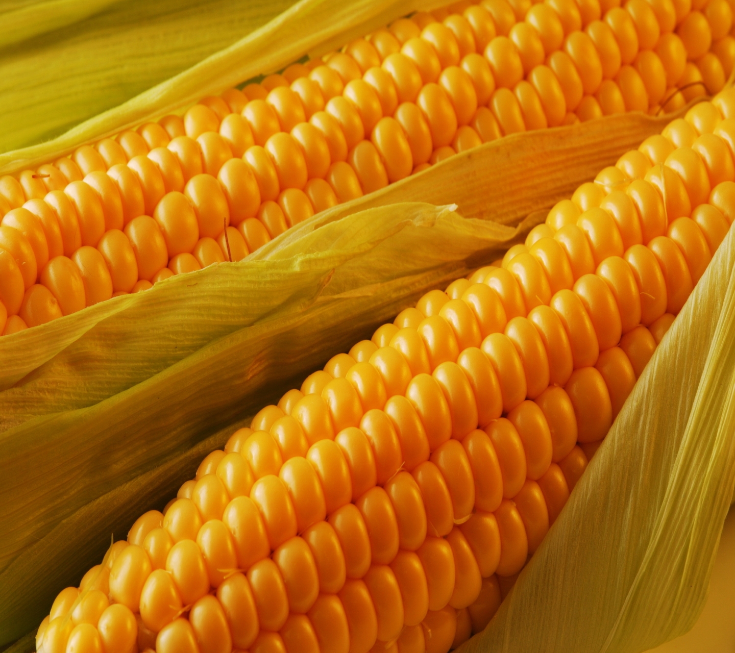 Laden Sie das Mais, Nahrungsmittel-Bild kostenlos auf Ihren PC-Desktop herunter