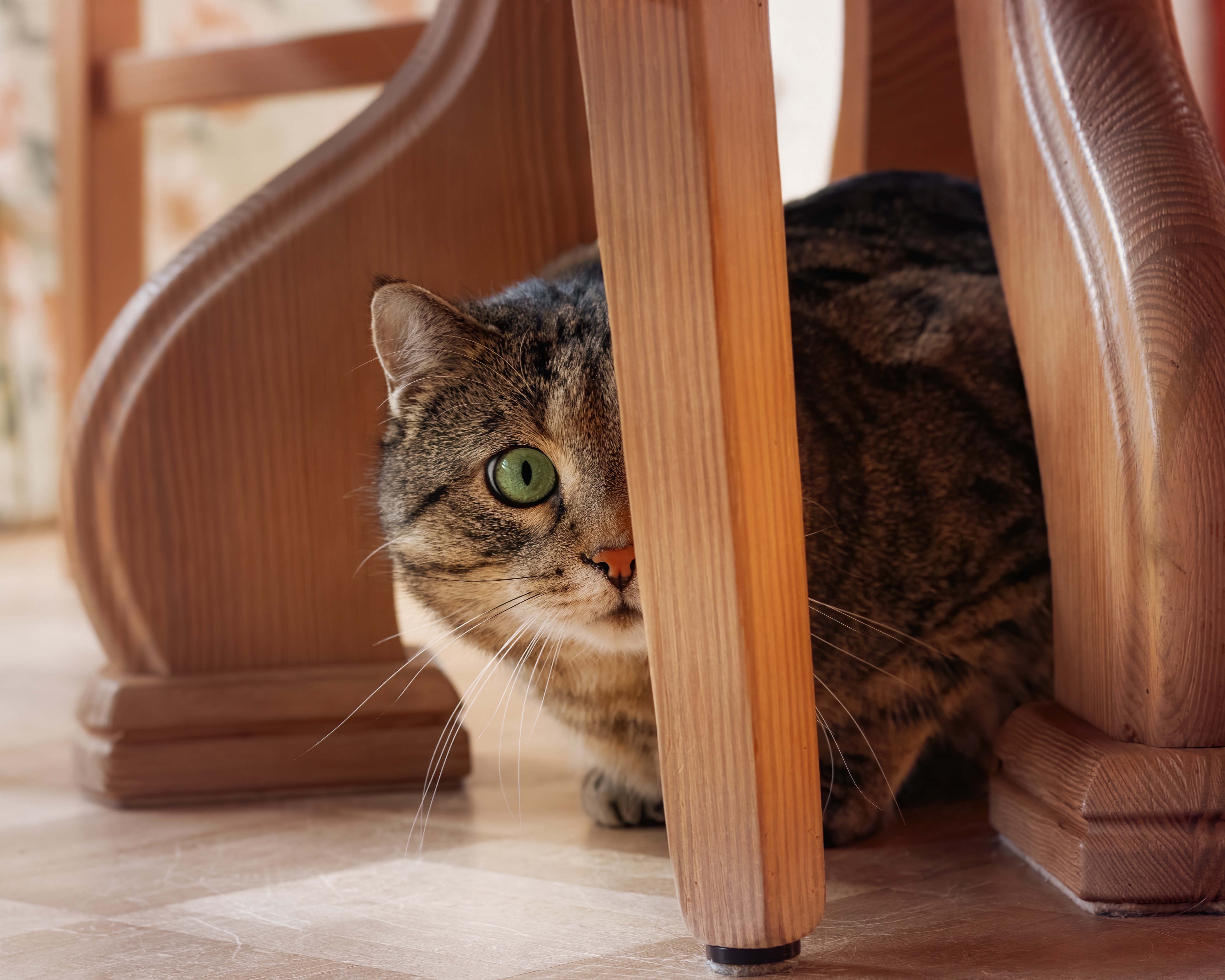 Baixe gratuitamente a imagem Animais, Gatos, Gato, Olhar Fixamente na área de trabalho do seu PC