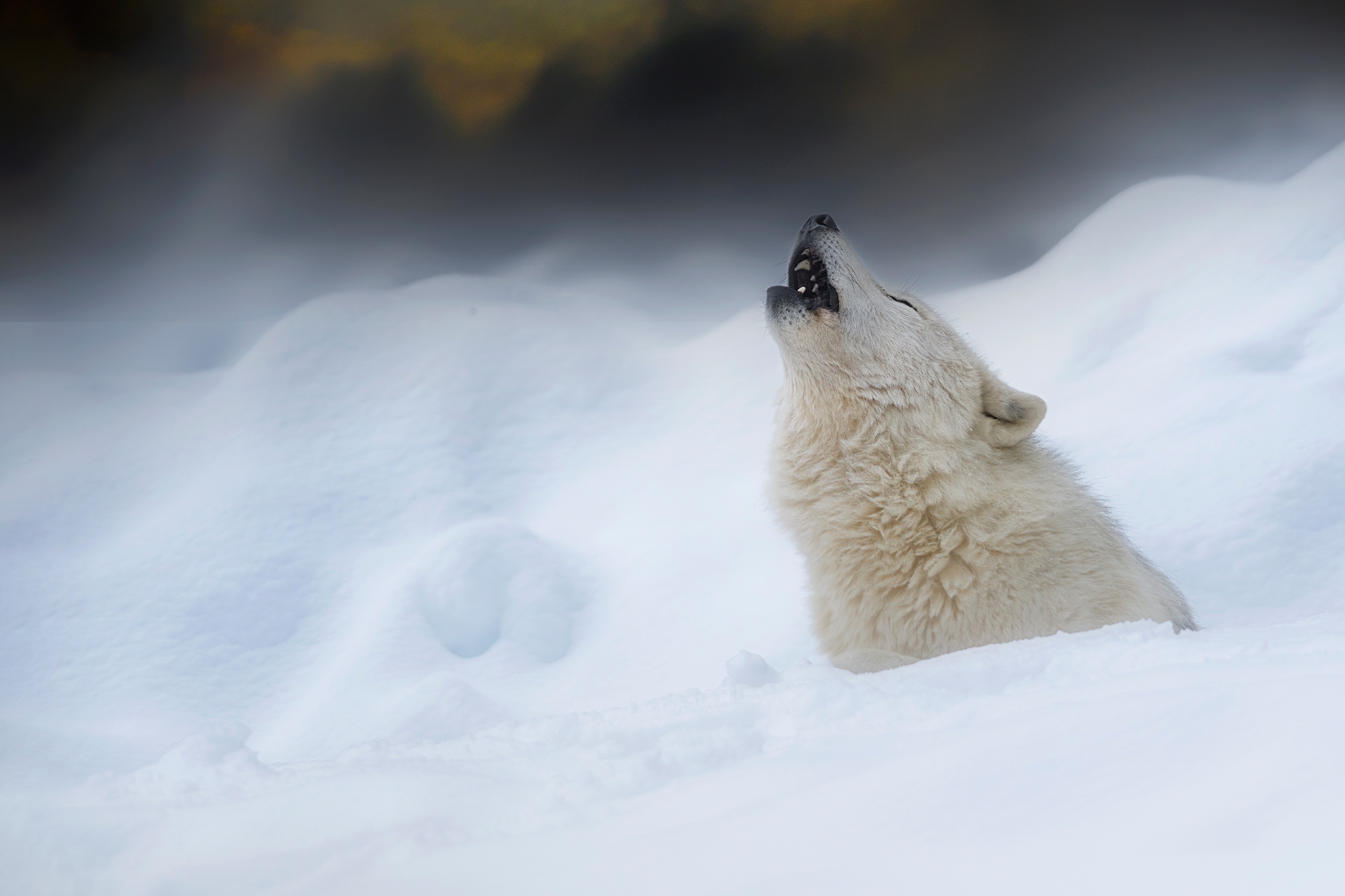 498450 Hintergrundbild herunterladen tiere, wolf, heulen, schnee, winter, wolves - Bildschirmschoner und Bilder kostenlos