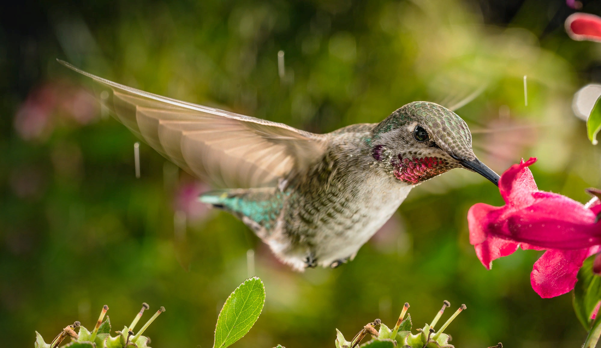 Download mobile wallpaper Birds, Bird, Close Up, Animal, Hummingbird for free.