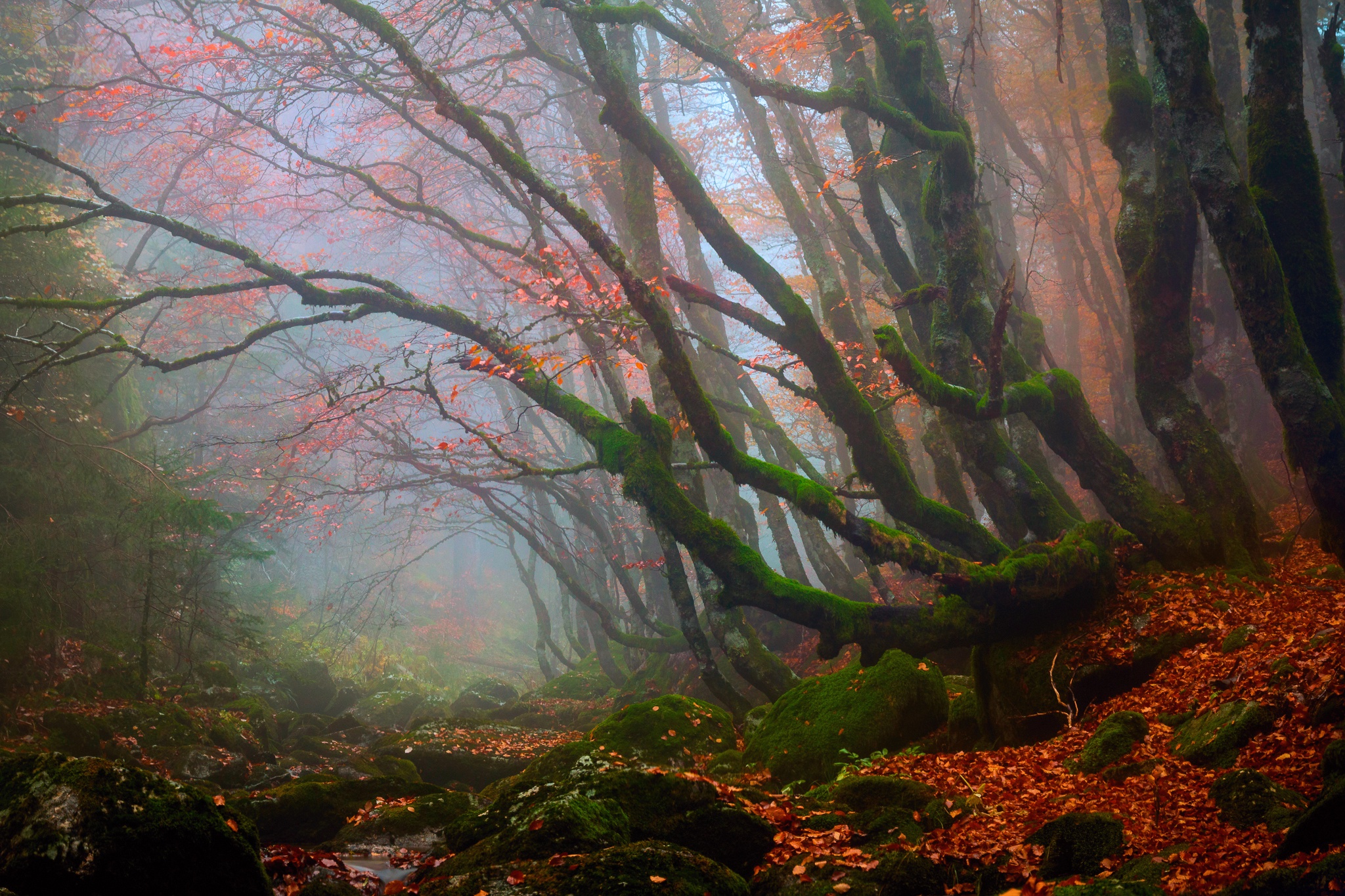 Скачать обои бесплатно Природа, Осень, Лес, Дерево, Туман, Листва, Мох, Земля/природа картинка на рабочий стол ПК