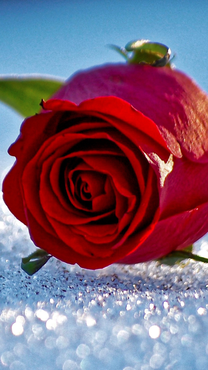 Handy-Wallpaper Blumen, Blume, Rose, Rote Rose, Rote Blume, Erde/natur kostenlos herunterladen.