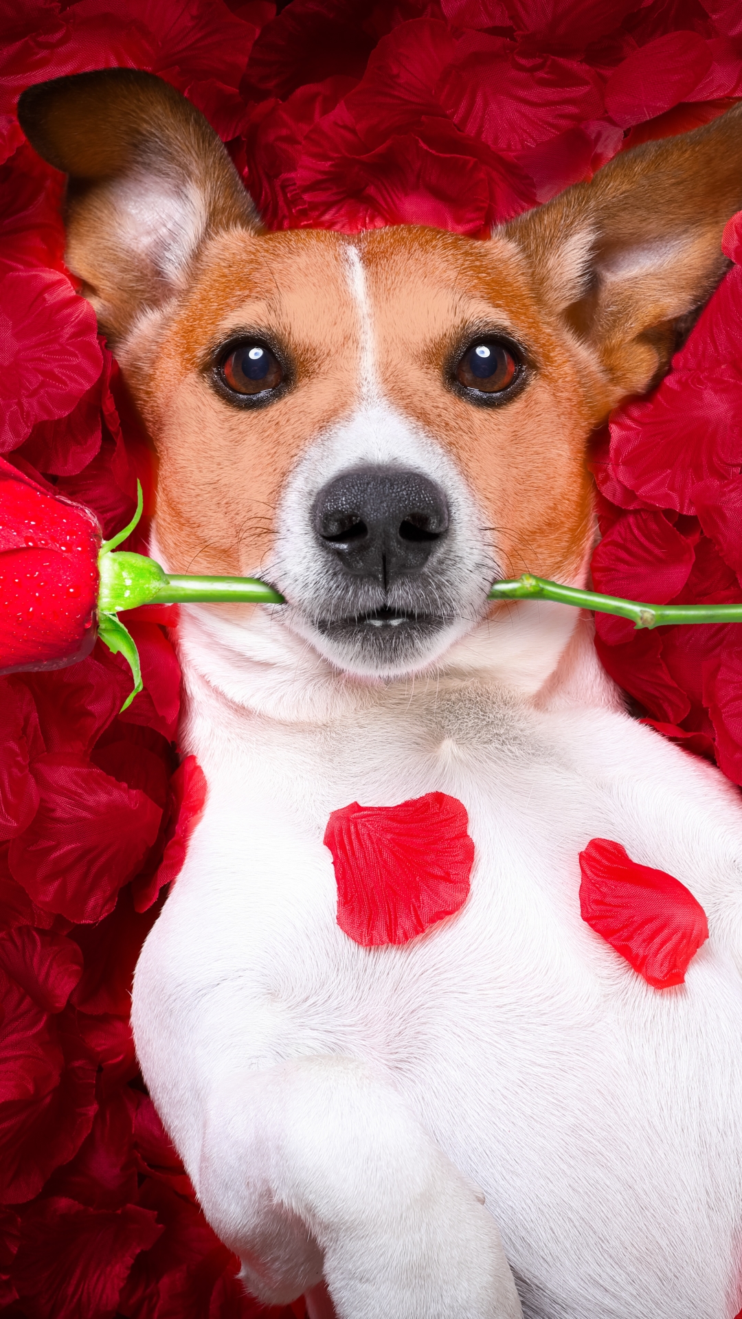 Download mobile wallpaper Dogs, Flower, Rose, Dog, Animal, Petal, Jack Russell Terrier for free.