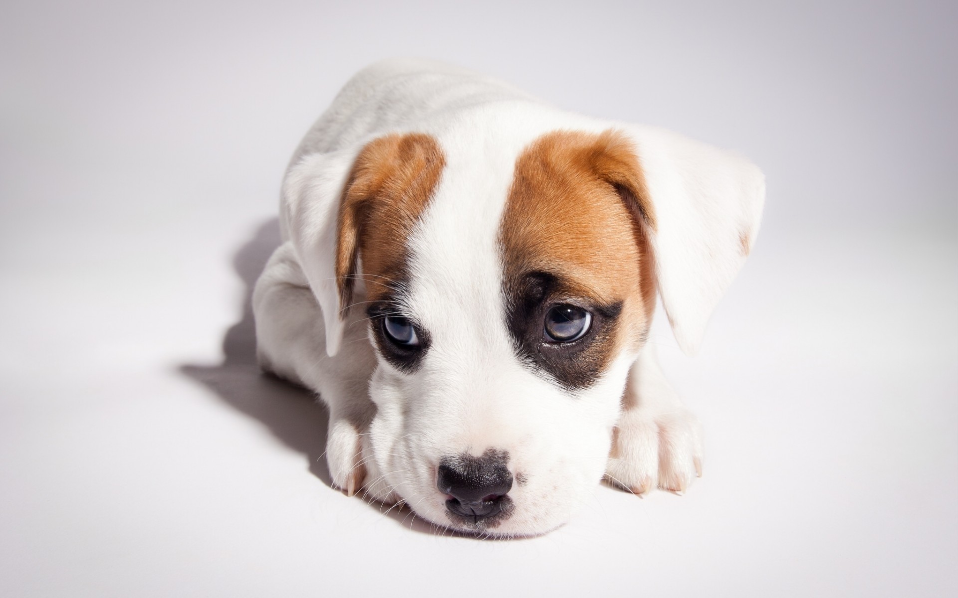 Téléchargez gratuitement l'image Chiot, Chiens, Animaux sur le bureau de votre PC