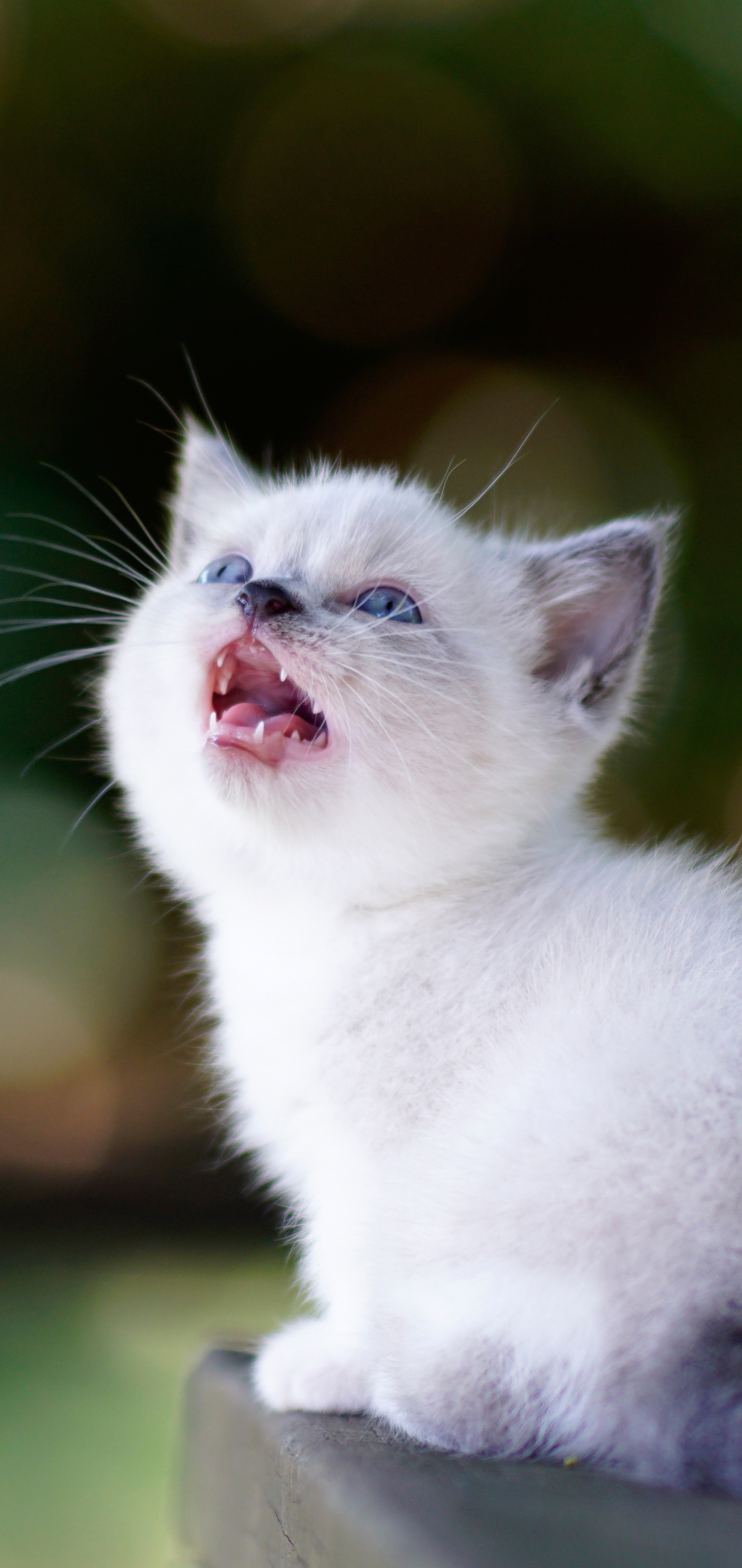 Baixe gratuitamente a imagem Animais, Gatos, Gato, Gatinho, Animal Bebê na área de trabalho do seu PC