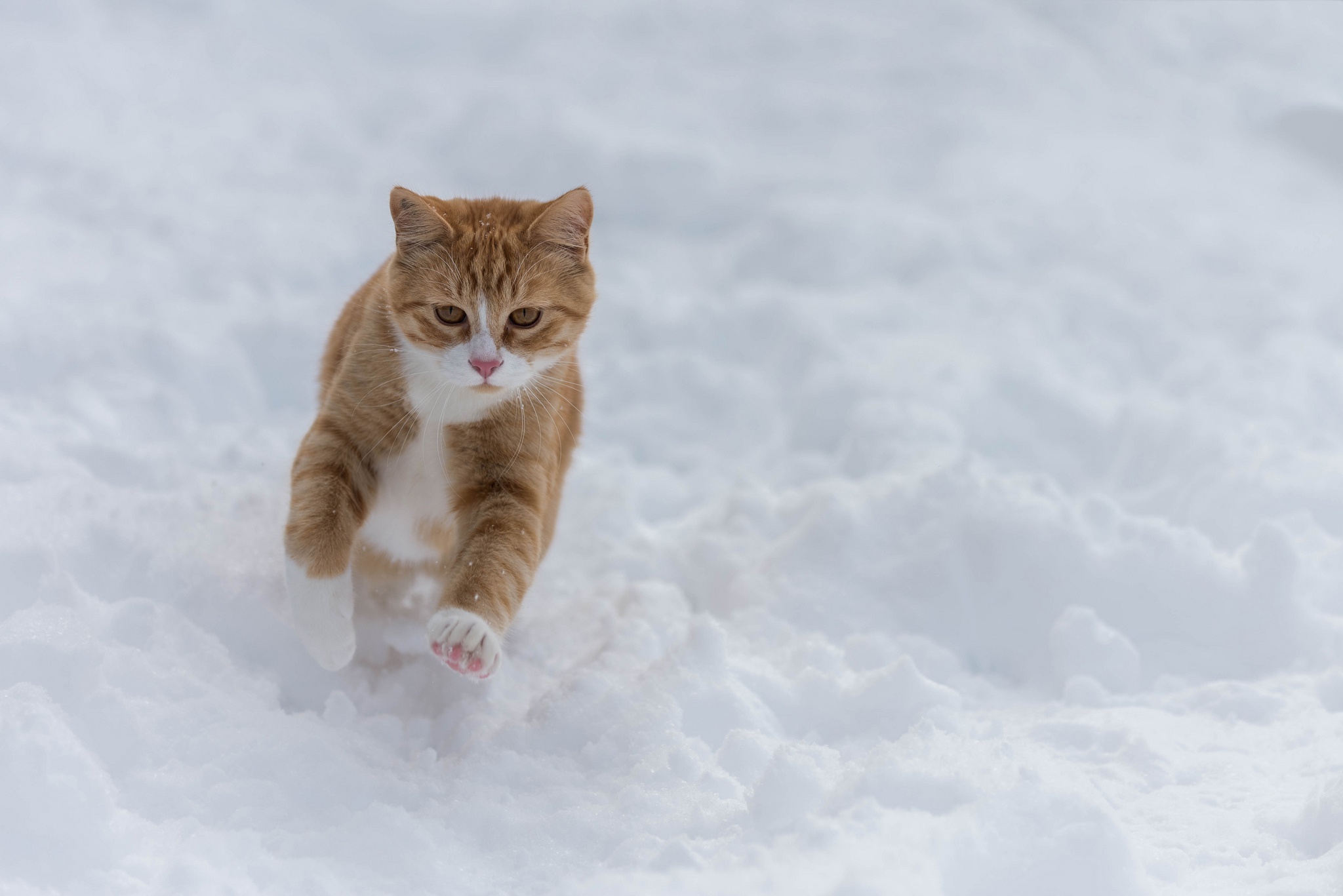 Handy-Wallpaper Tiere, Winter, Katzen, Schnee, Katze kostenlos herunterladen.