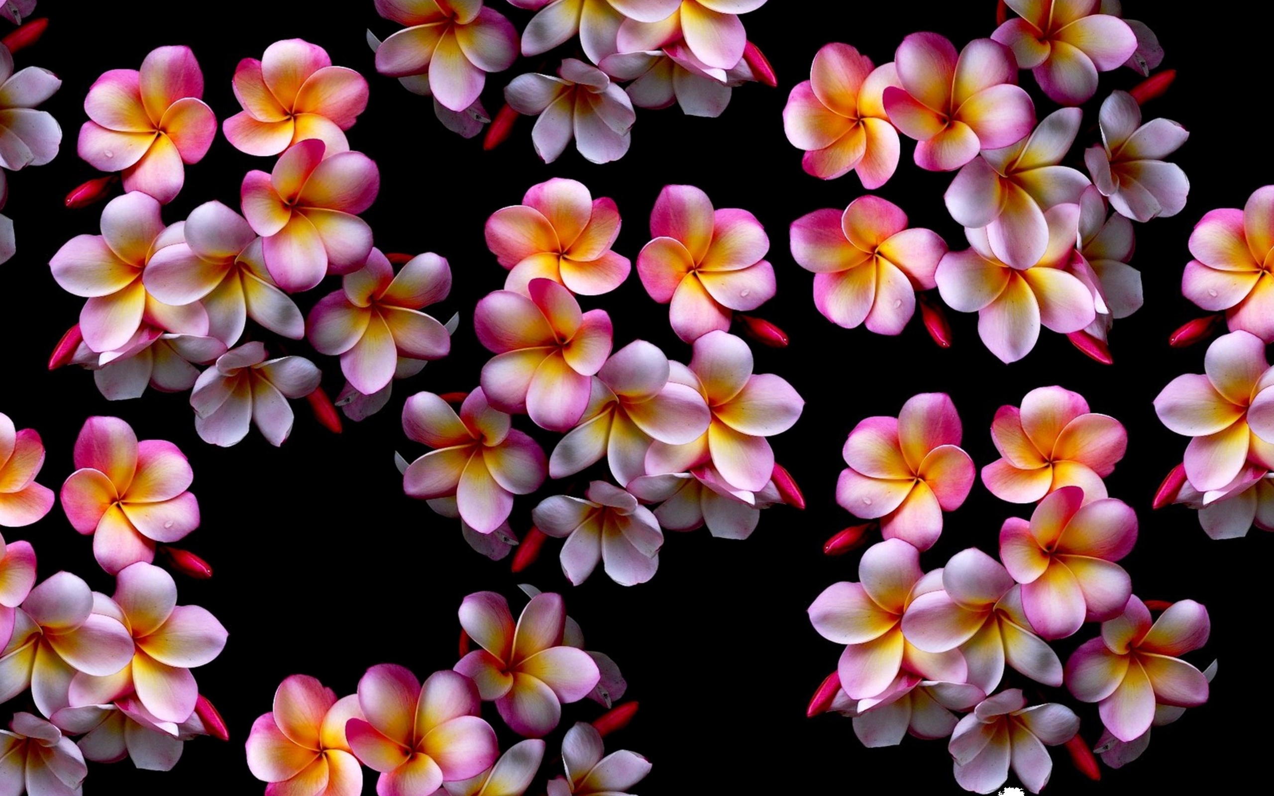 plumeria, earth, frangipani, flower, pink flower, flowers