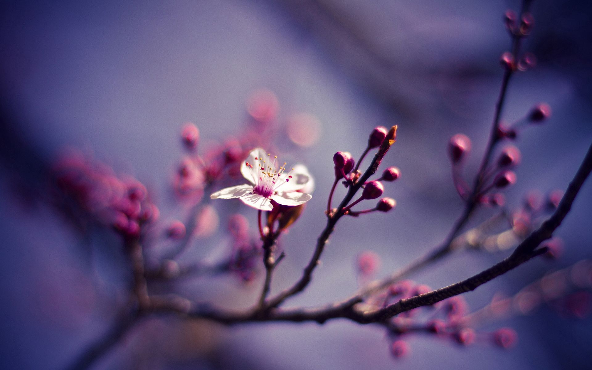 flower, branch, nature, cherry, macro, branches 4K for PC