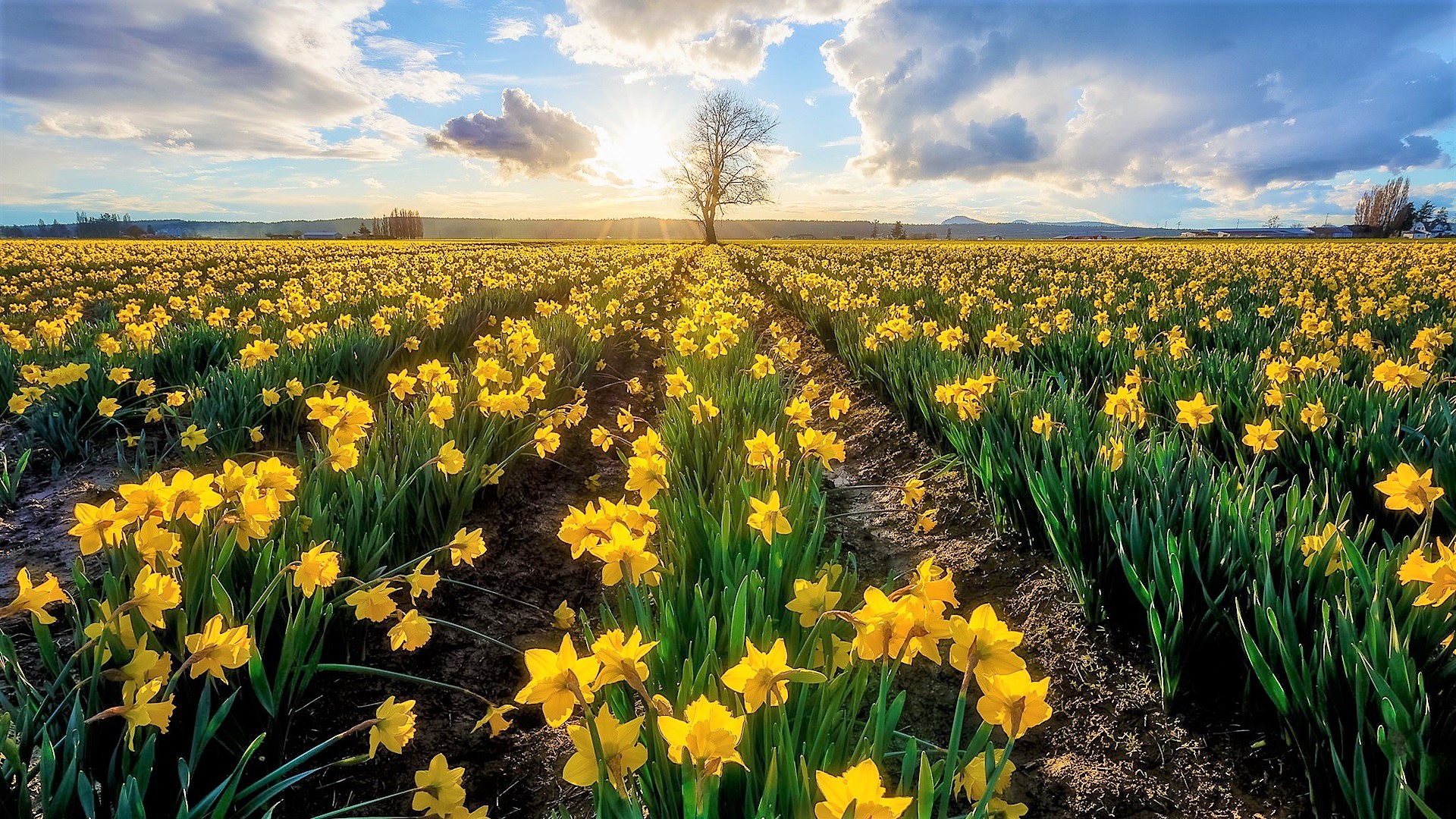 Download mobile wallpaper Flowers, Summer, Flower, Earth, Field, Yellow Flower, Daffodil for free.