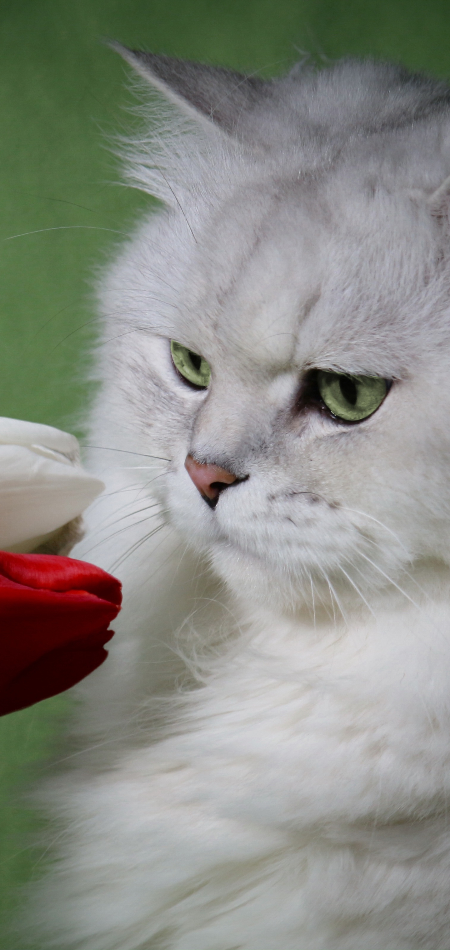 Baixe gratuitamente a imagem Animais, Gatos, Gato na área de trabalho do seu PC