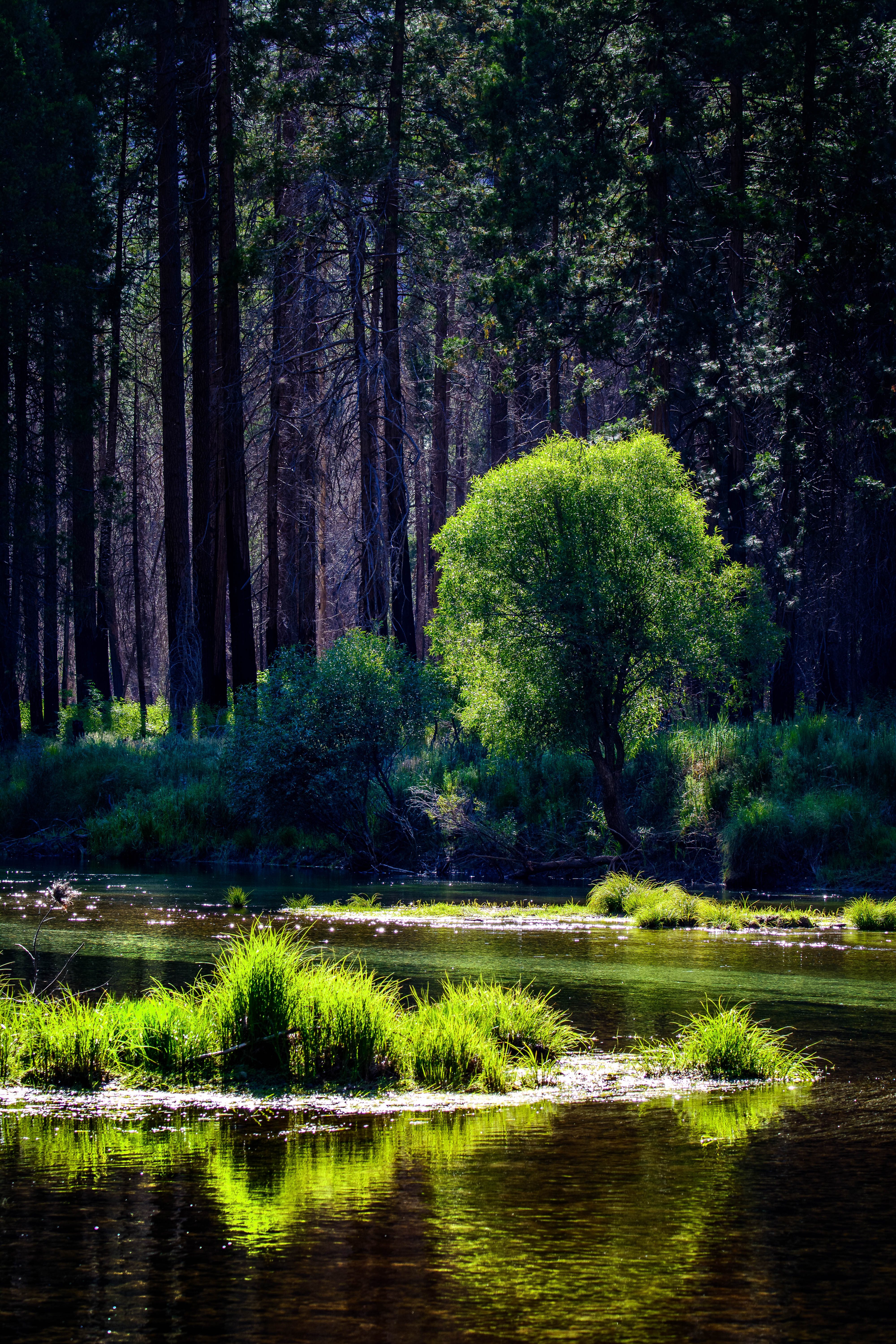 Download mobile wallpaper Sunlight, Forest, Nature, Rivers, Grass, Trees for free.