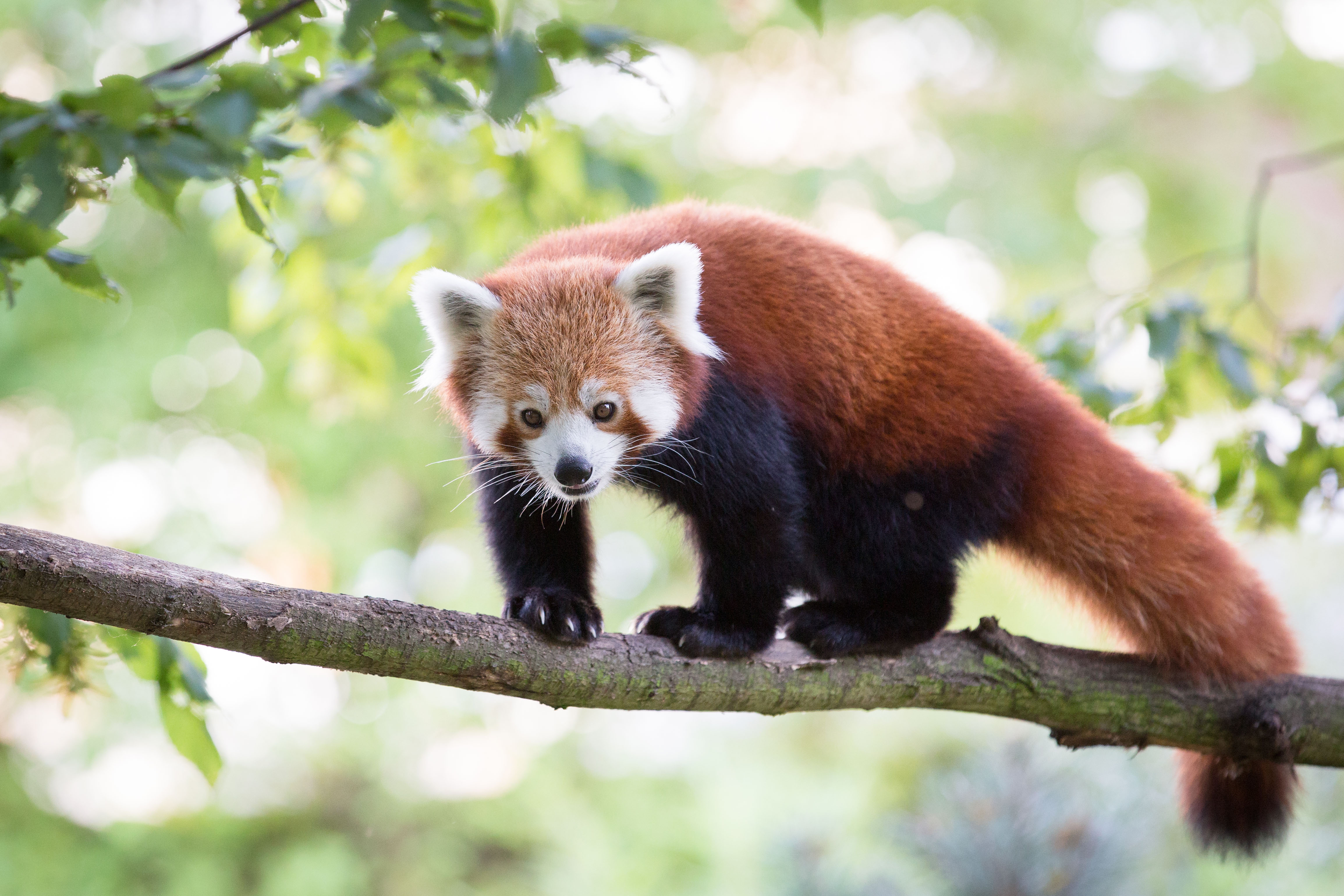 741608 Protetores de tela e papéis de parede Panda em seu telefone. Baixe  fotos gratuitamente