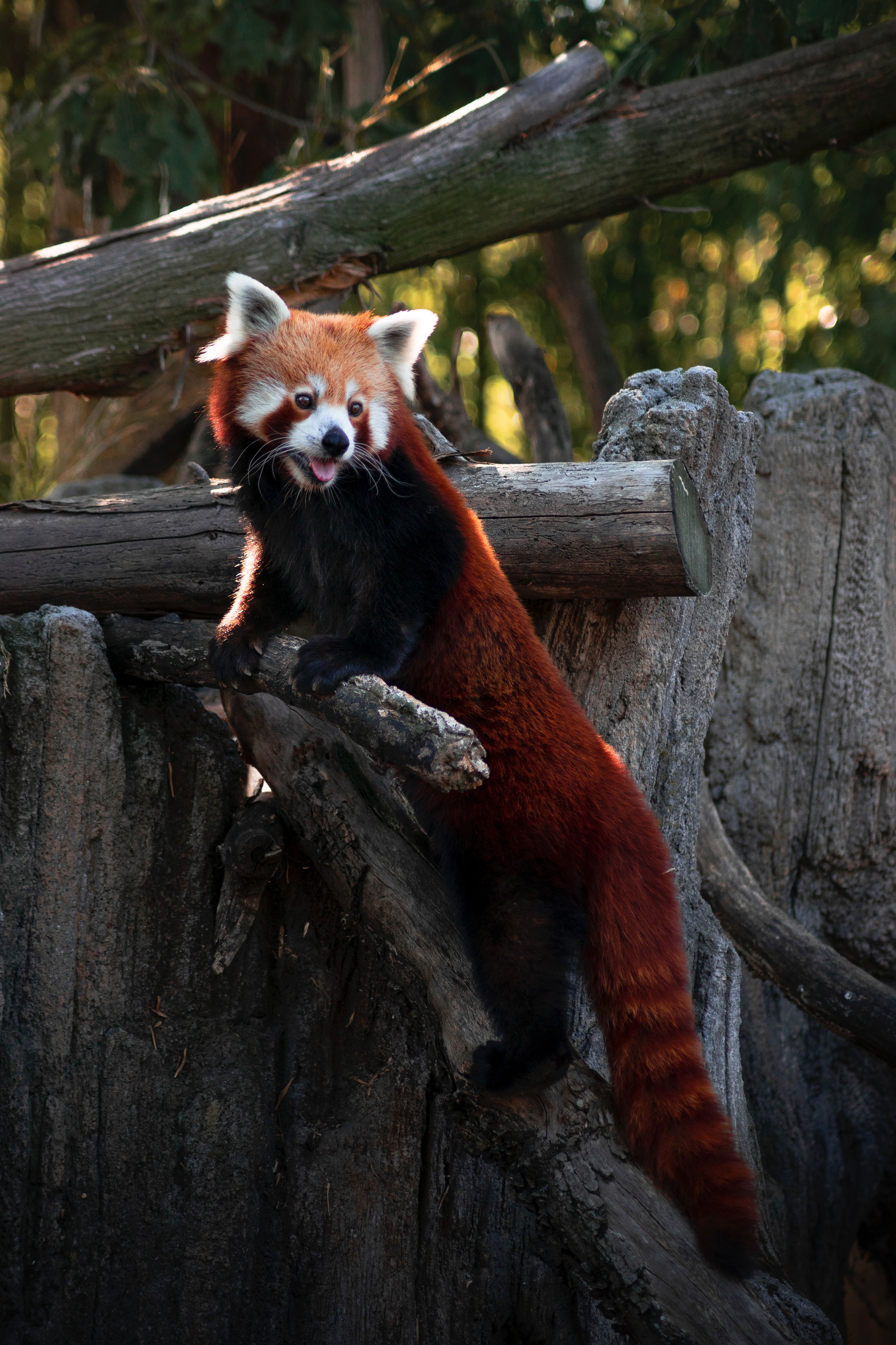 131443 скачать обои красная панда, забавный, животные, милый, высунутый язык - заставки и картинки бесплатно