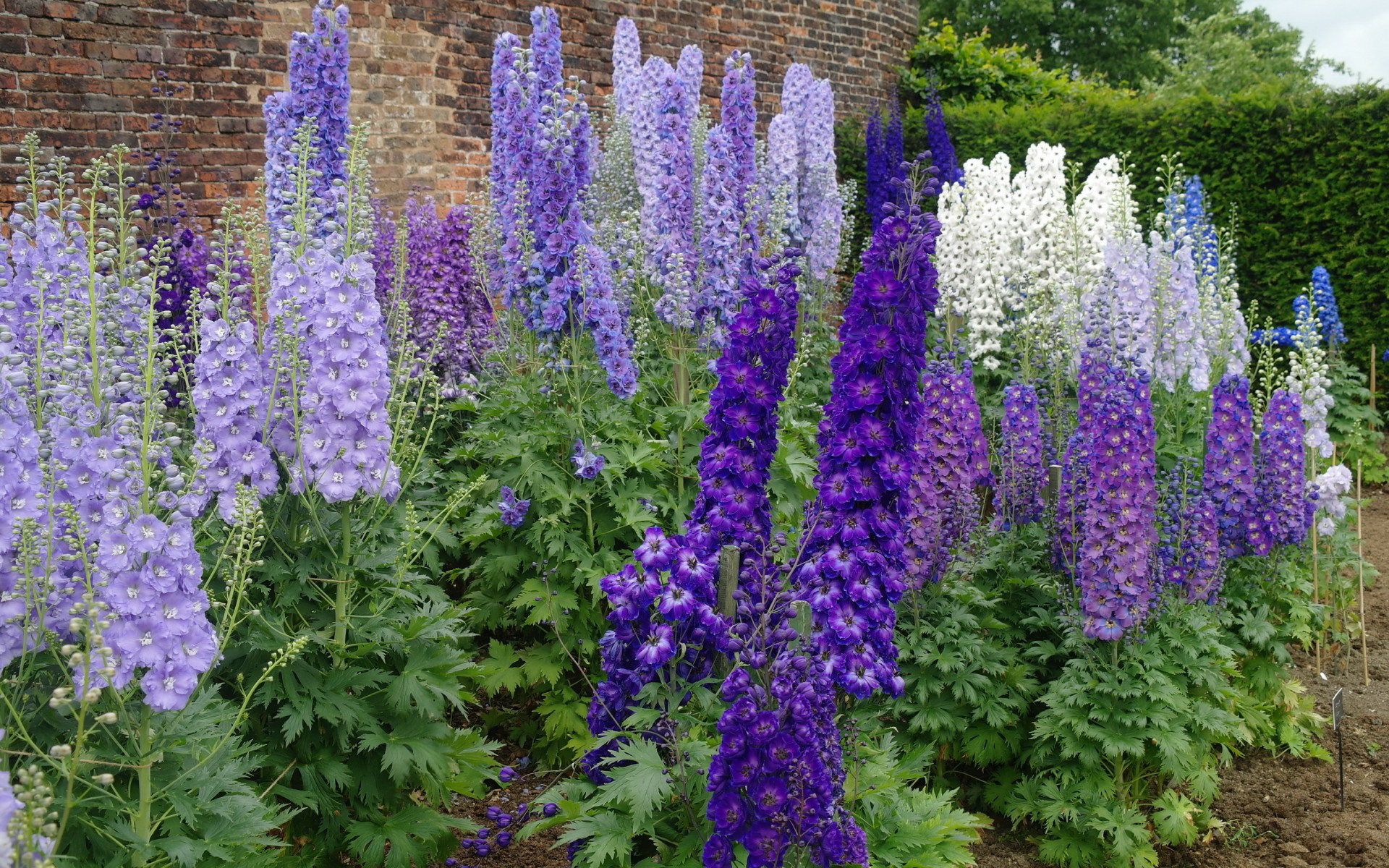 Laden Sie das Blumen, Blume, Erde/natur-Bild kostenlos auf Ihren PC-Desktop herunter