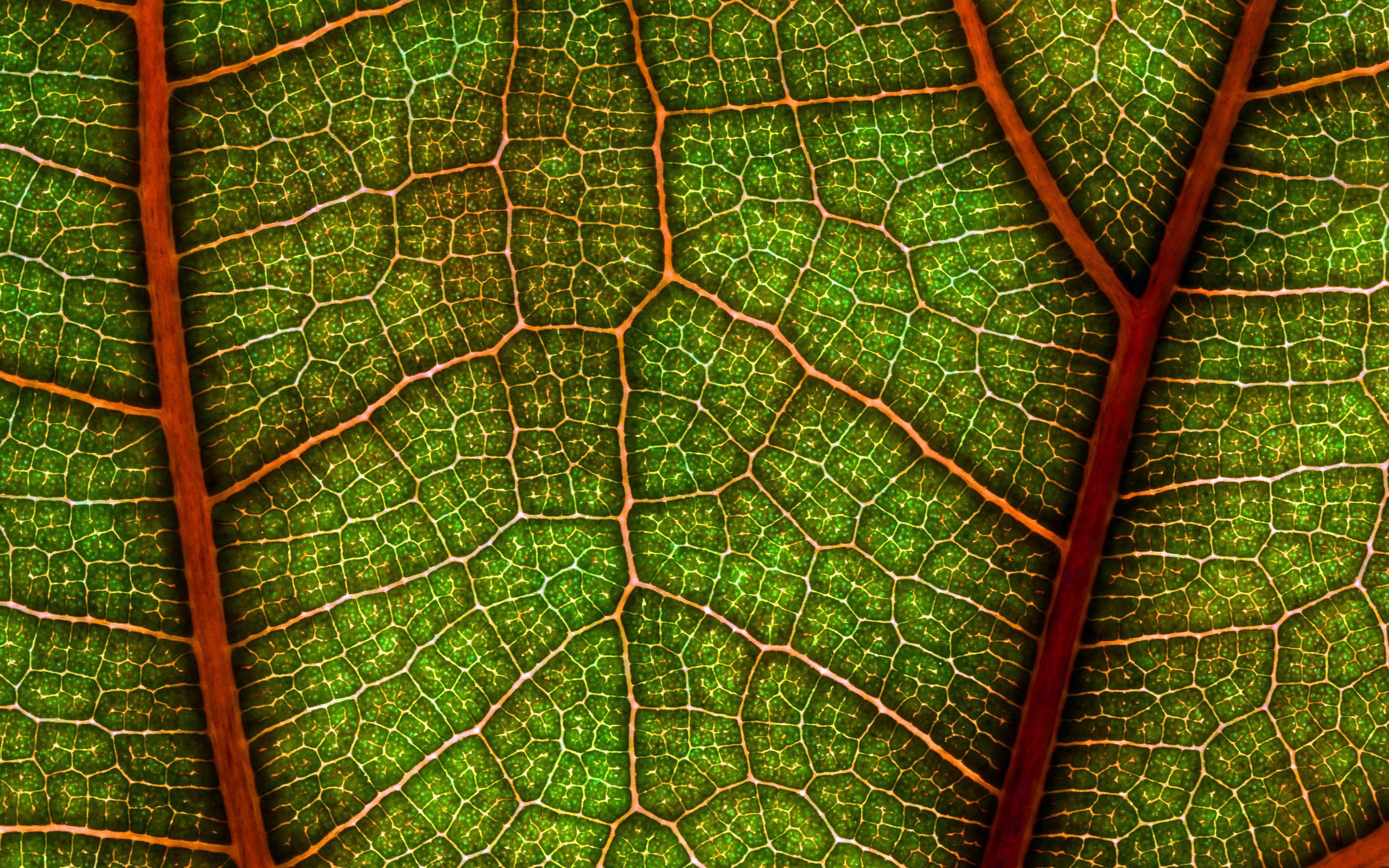 Download mobile wallpaper Macro, Leaf, Photography for free.