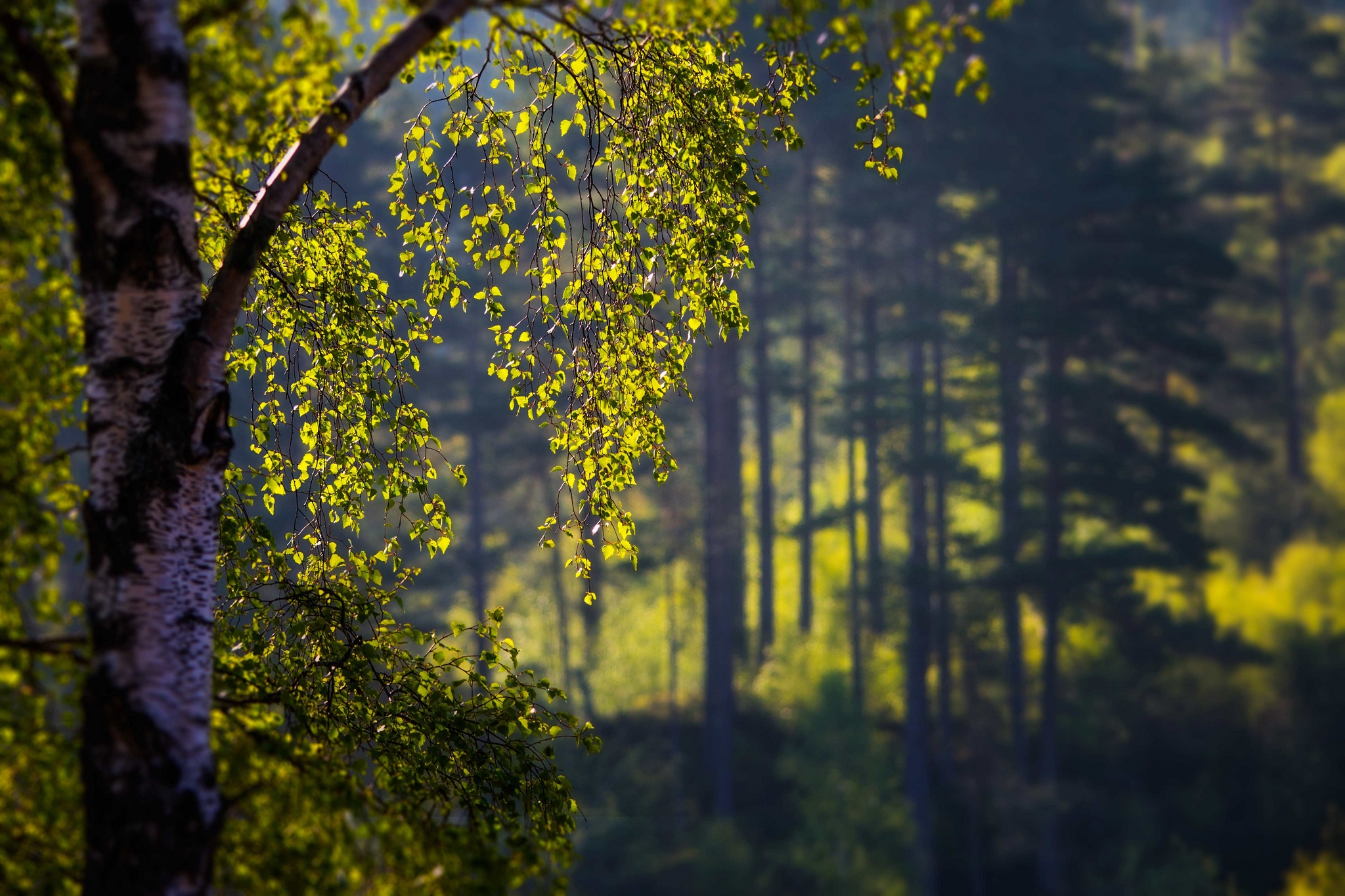summer, nature, branches, branch, foreground, birch Image for desktop
