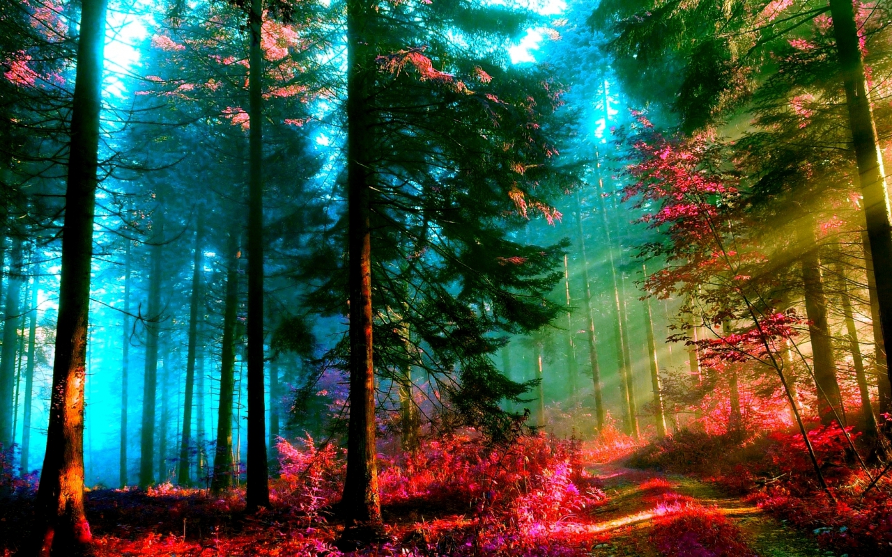 Download mobile wallpaper Forest, Earth for free.