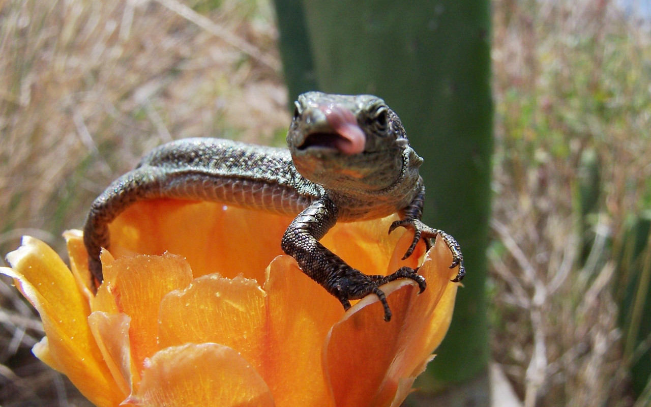 Descarga gratuita de fondo de pantalla para móvil de Animales, Lagarto.