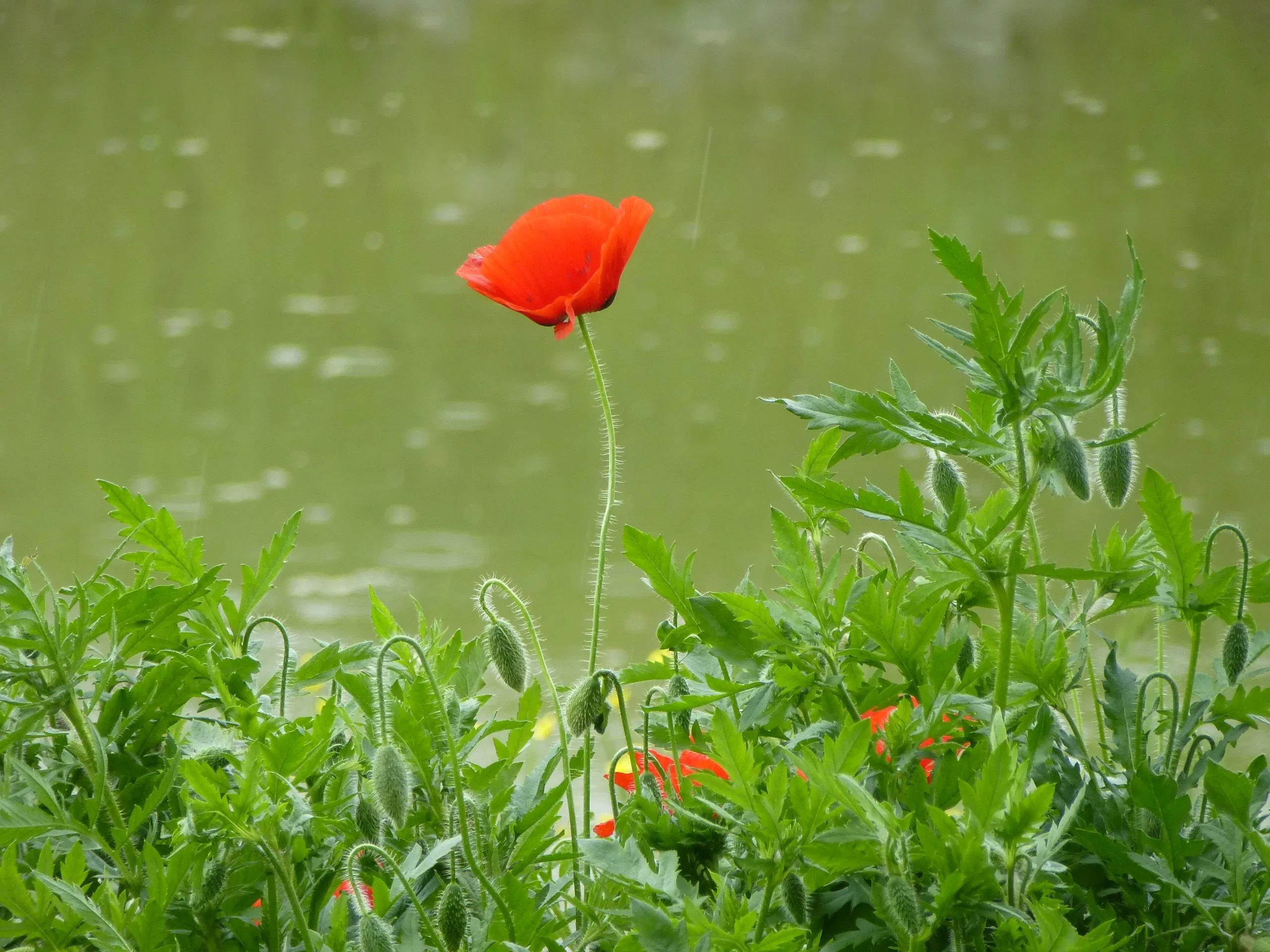 Laden Sie das Natur, Blumen, Mohn, Blume, Rote Blume, Erde/natur-Bild kostenlos auf Ihren PC-Desktop herunter